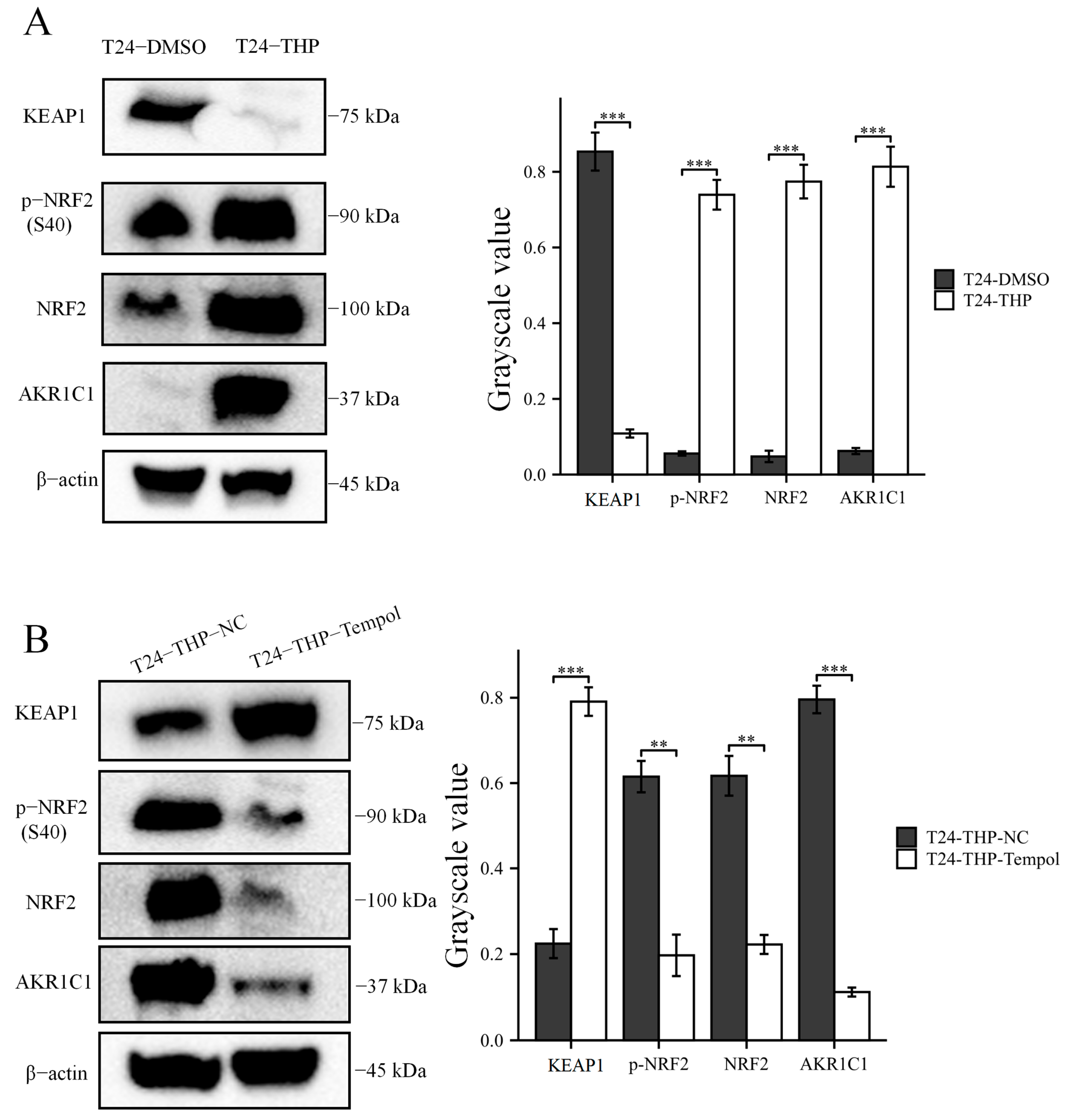 Cancers 15 02487 g008