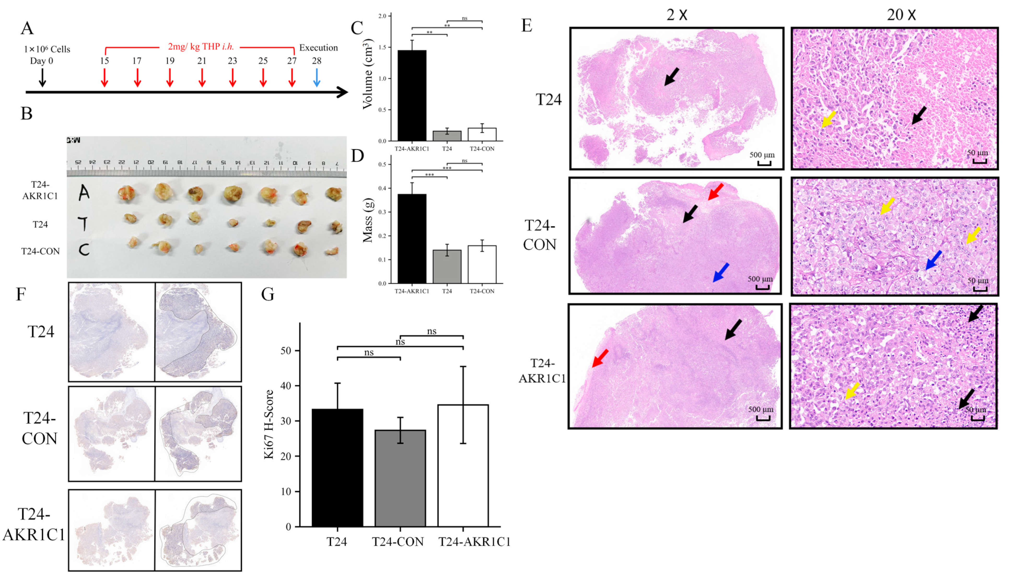 Cancers 15 02487 g009