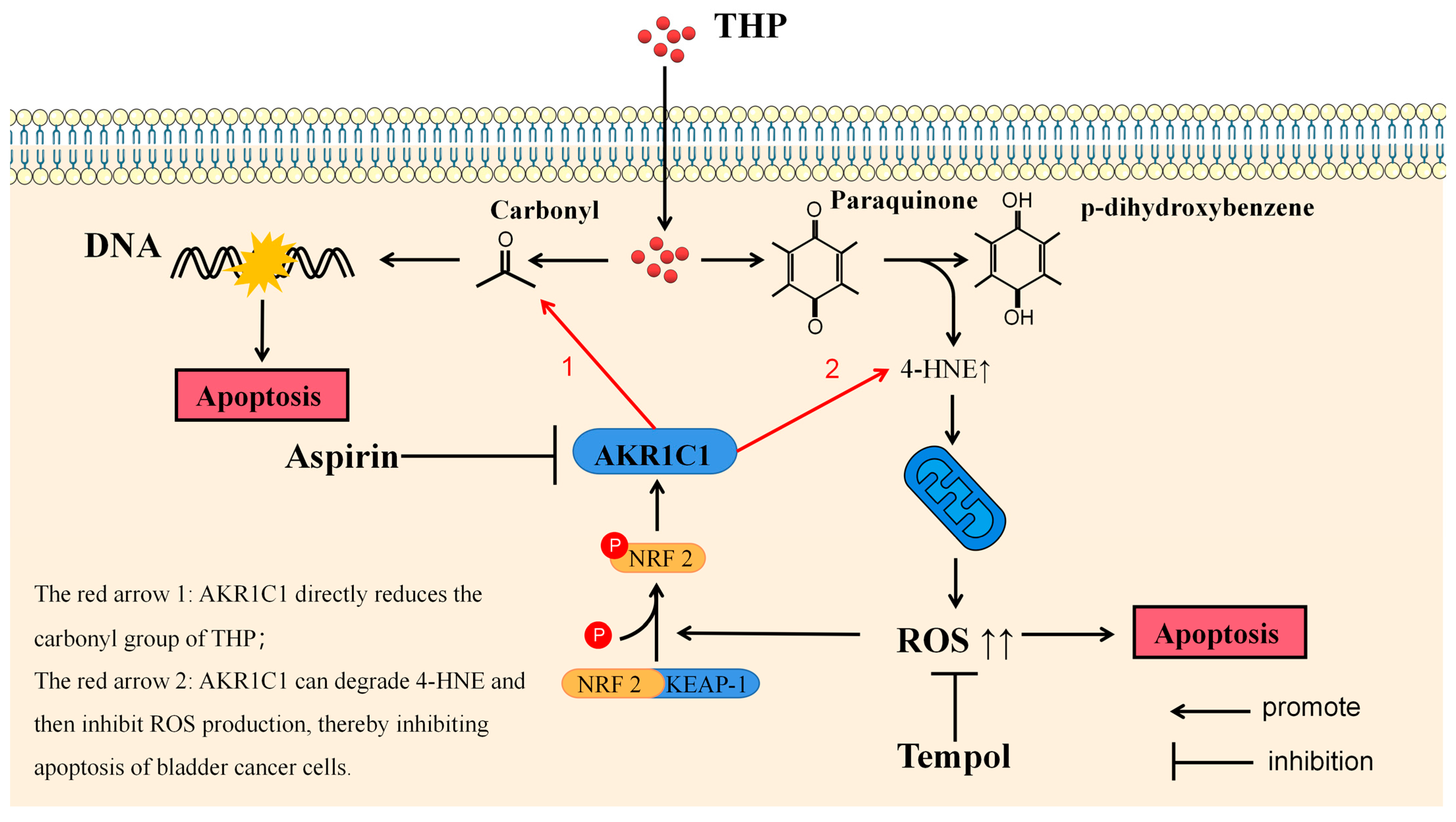Cancers 15 02487 g010