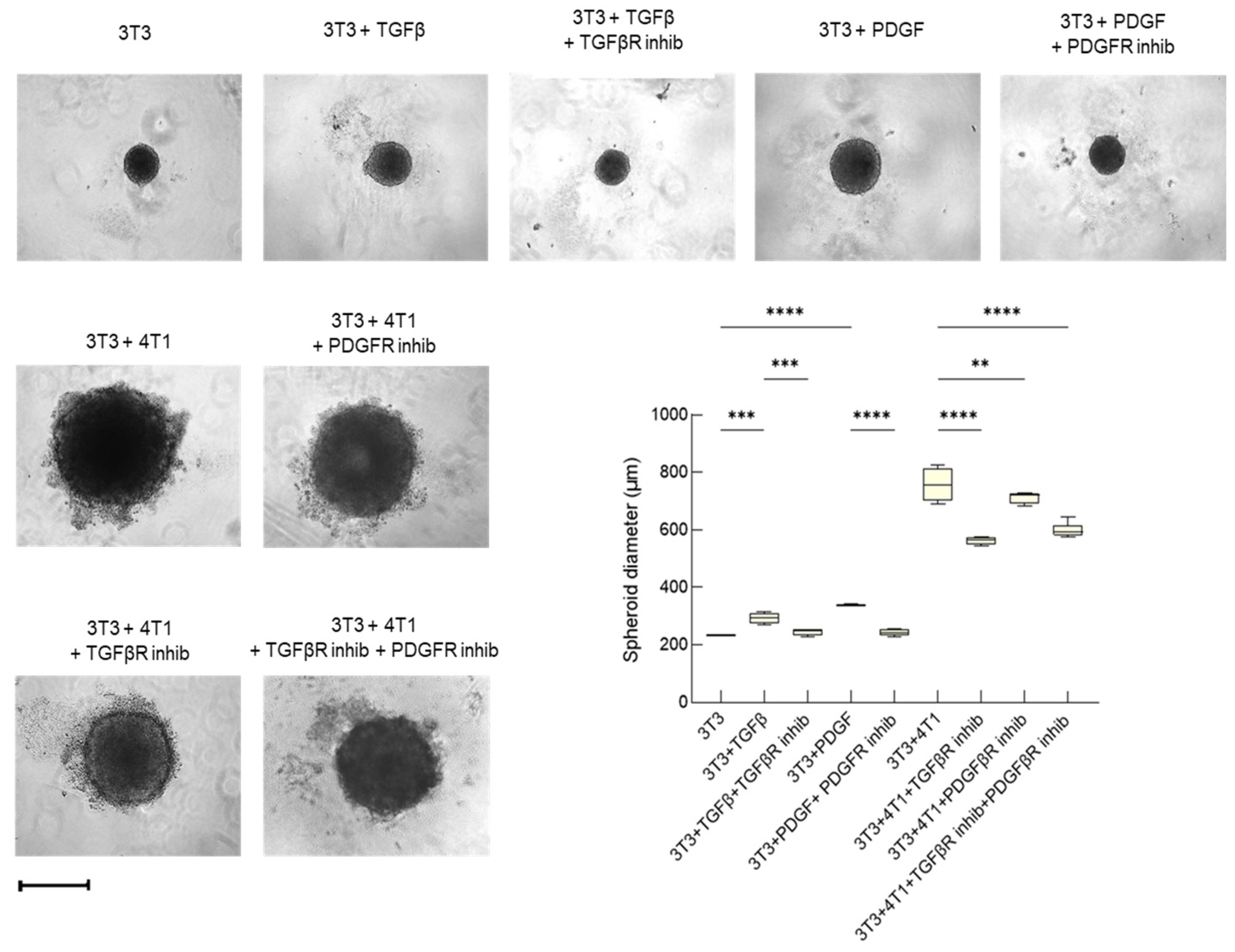 Cancers 15 02498 g002