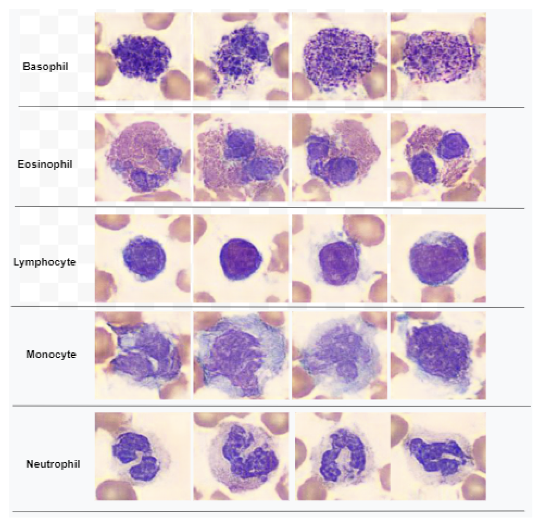 Cancers 15 02507 g001