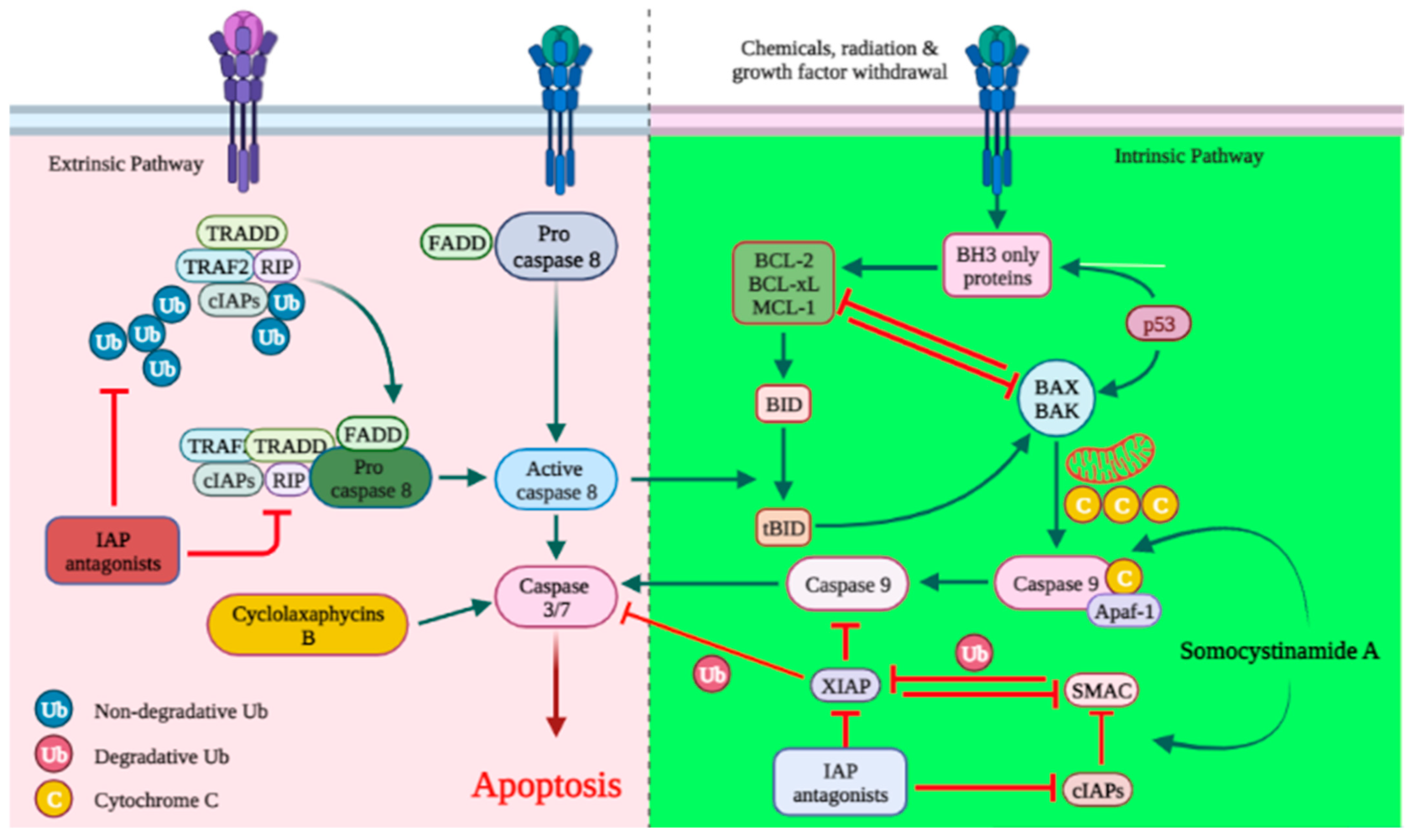 Cancers 15 02515 g001