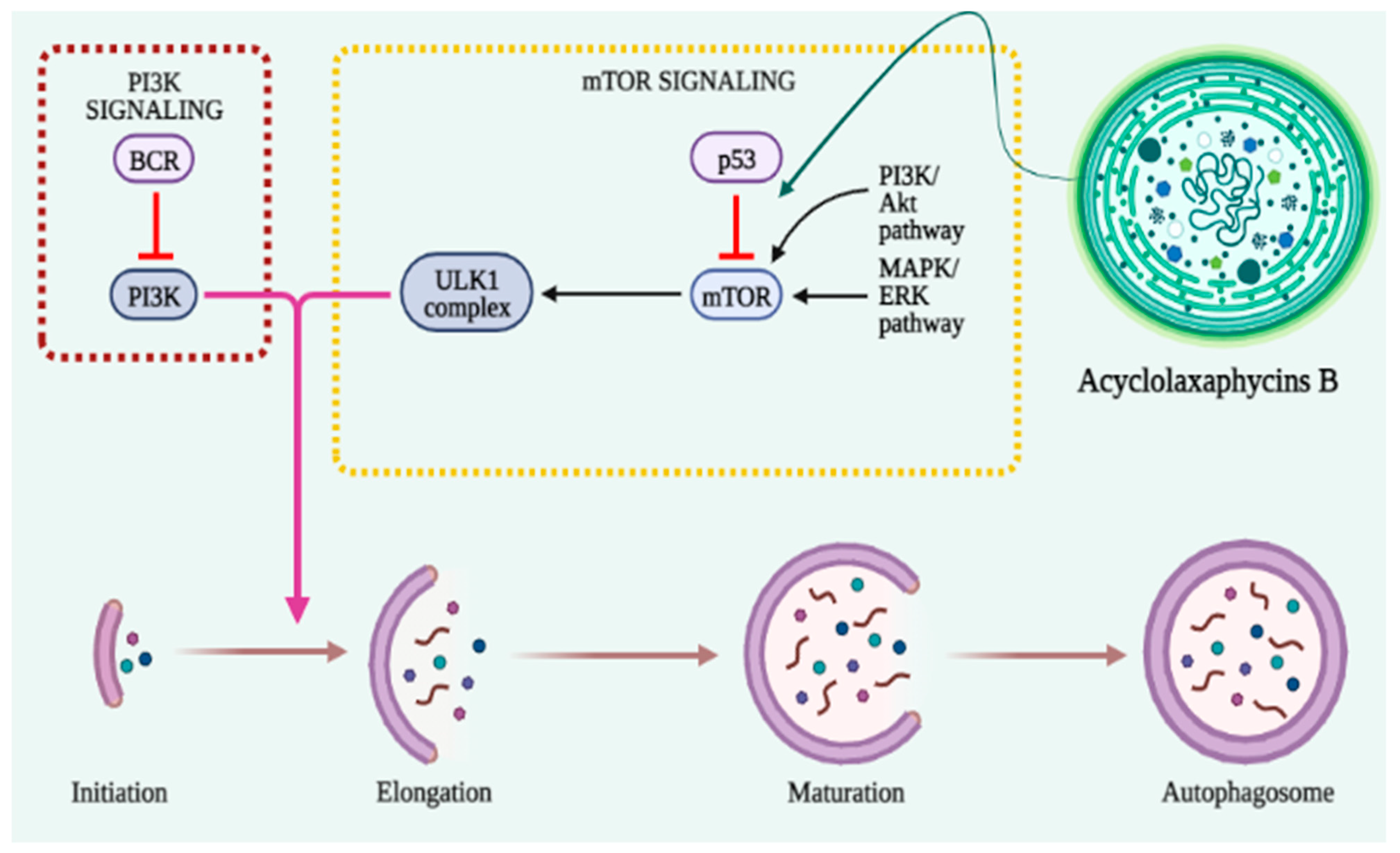 Cancers 15 02515 g003