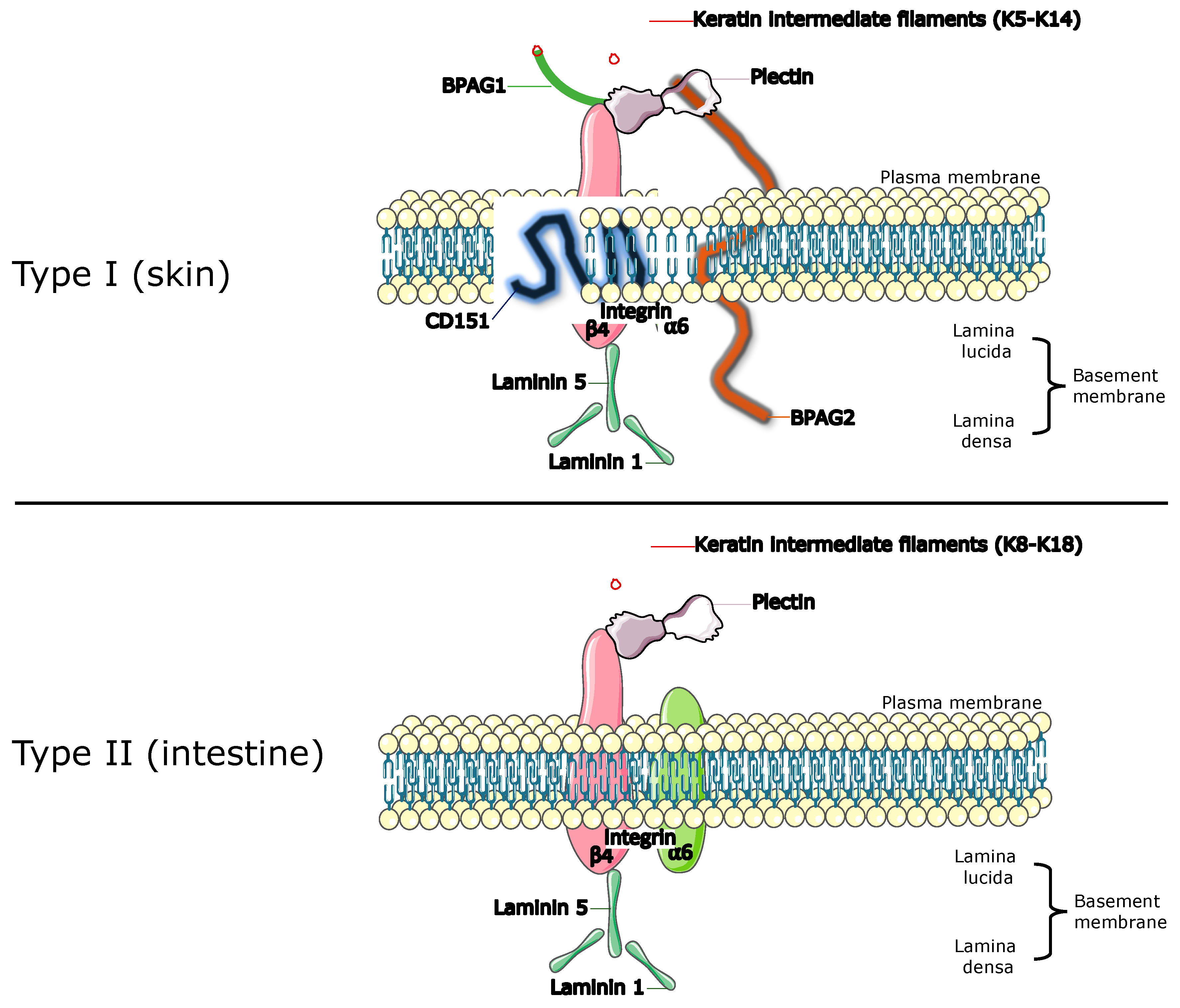 Hemidesmosome