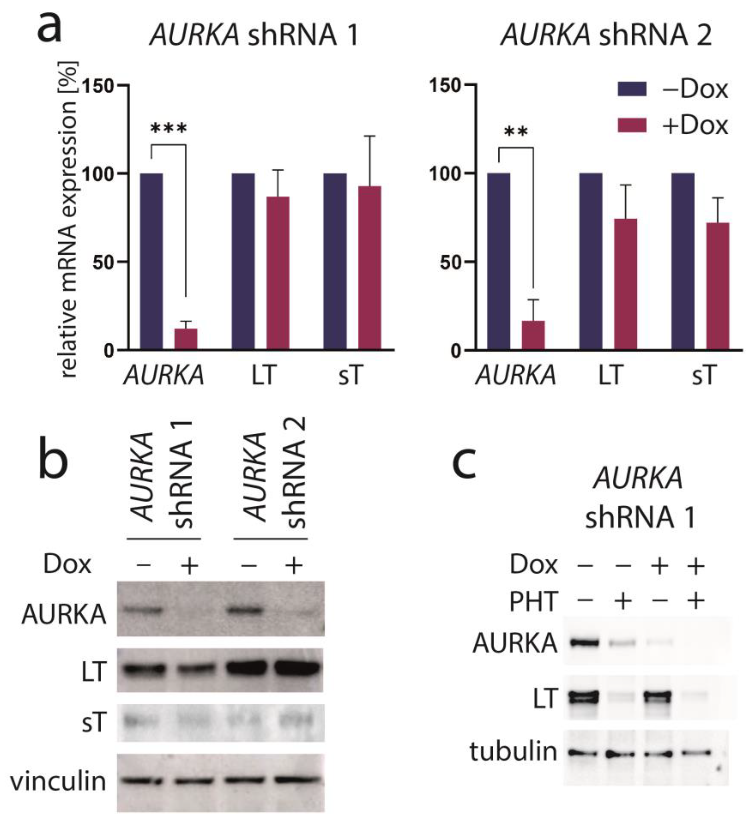 Cancers 15 02542 g003
