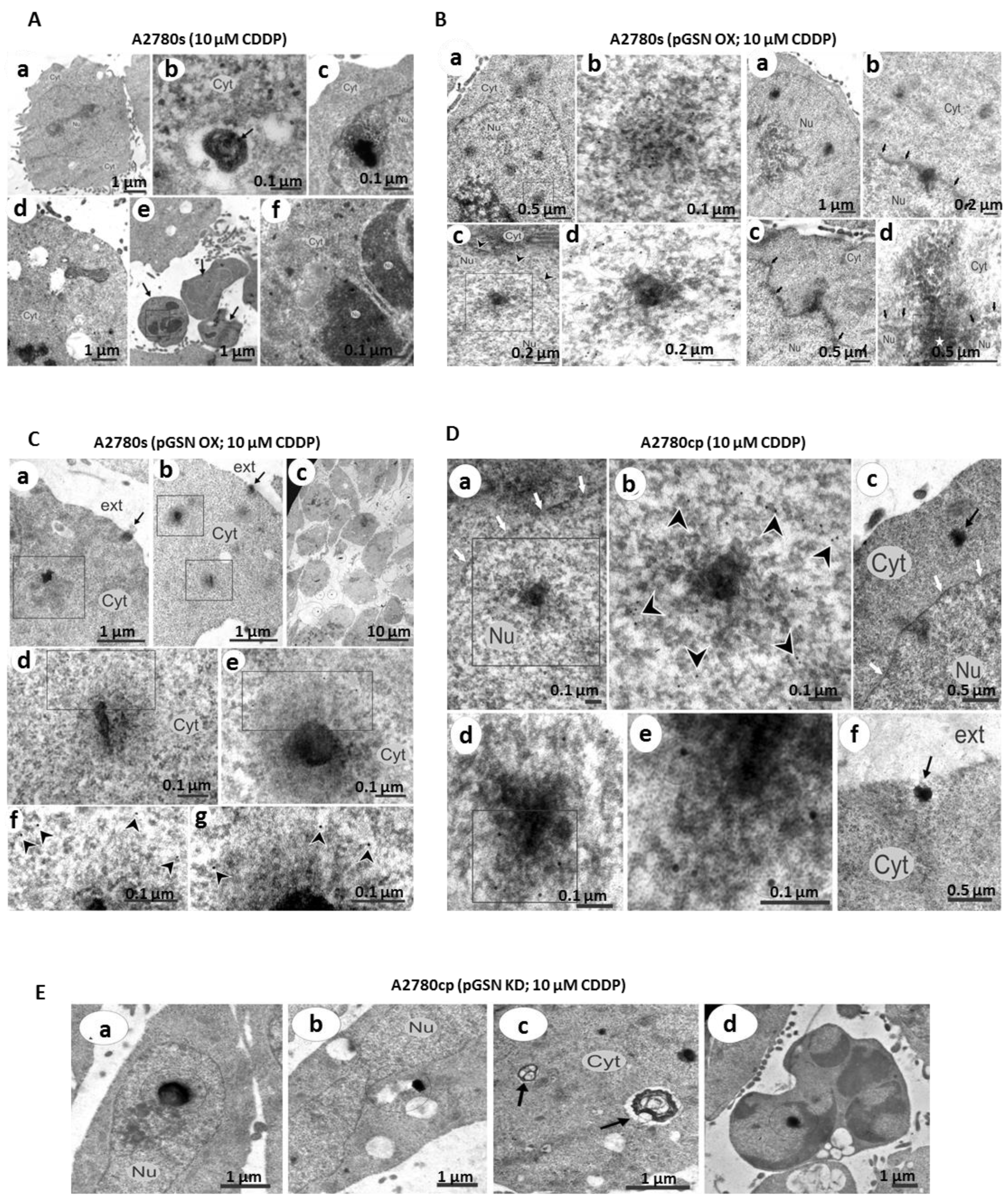 Cancers 15 02566 g004