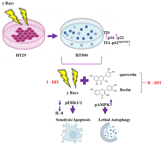 Senolytic Flavonoids Enhance Type-I and Type-II Cell Death in Human ...