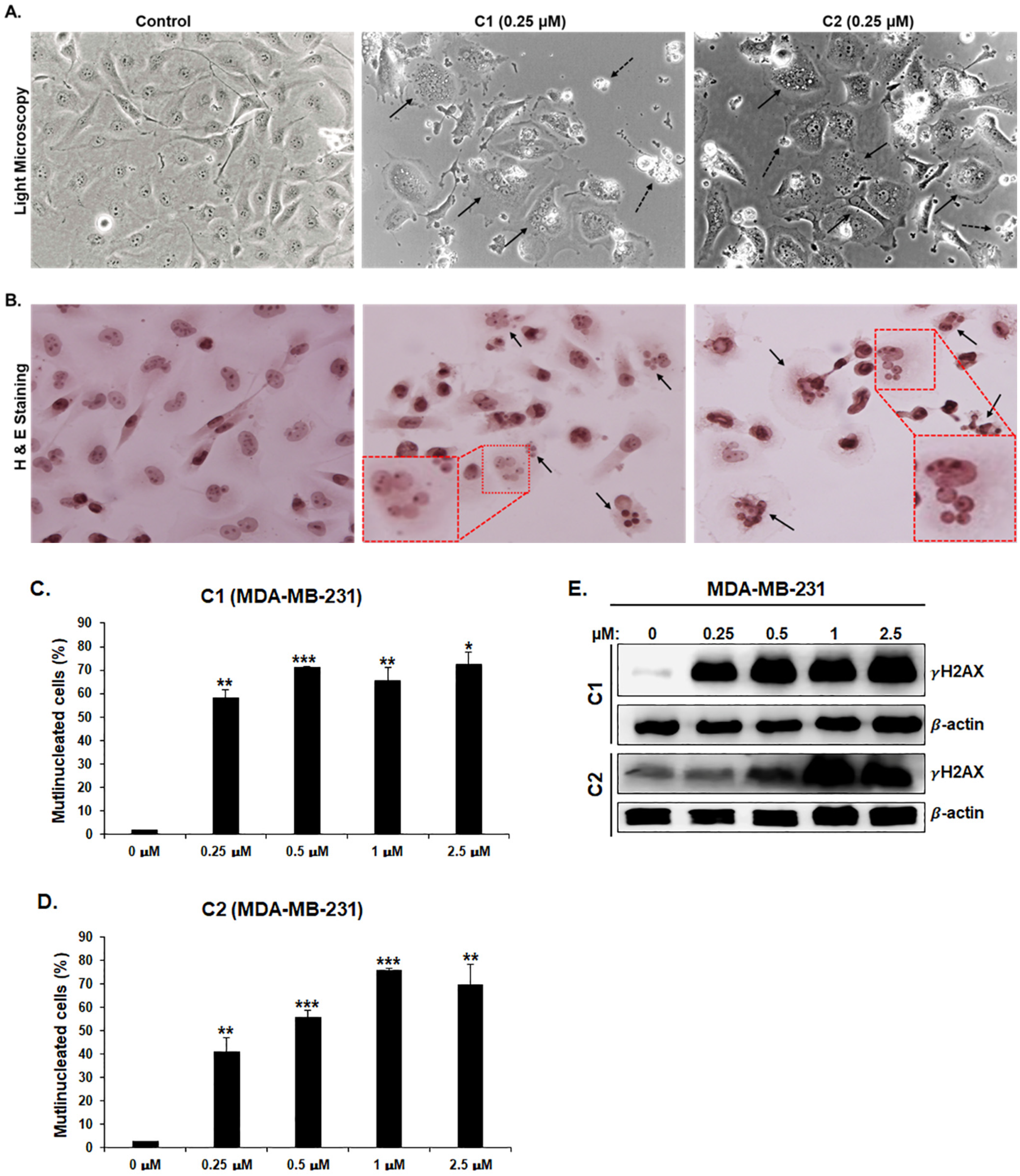 Cancers 15 02682 g005