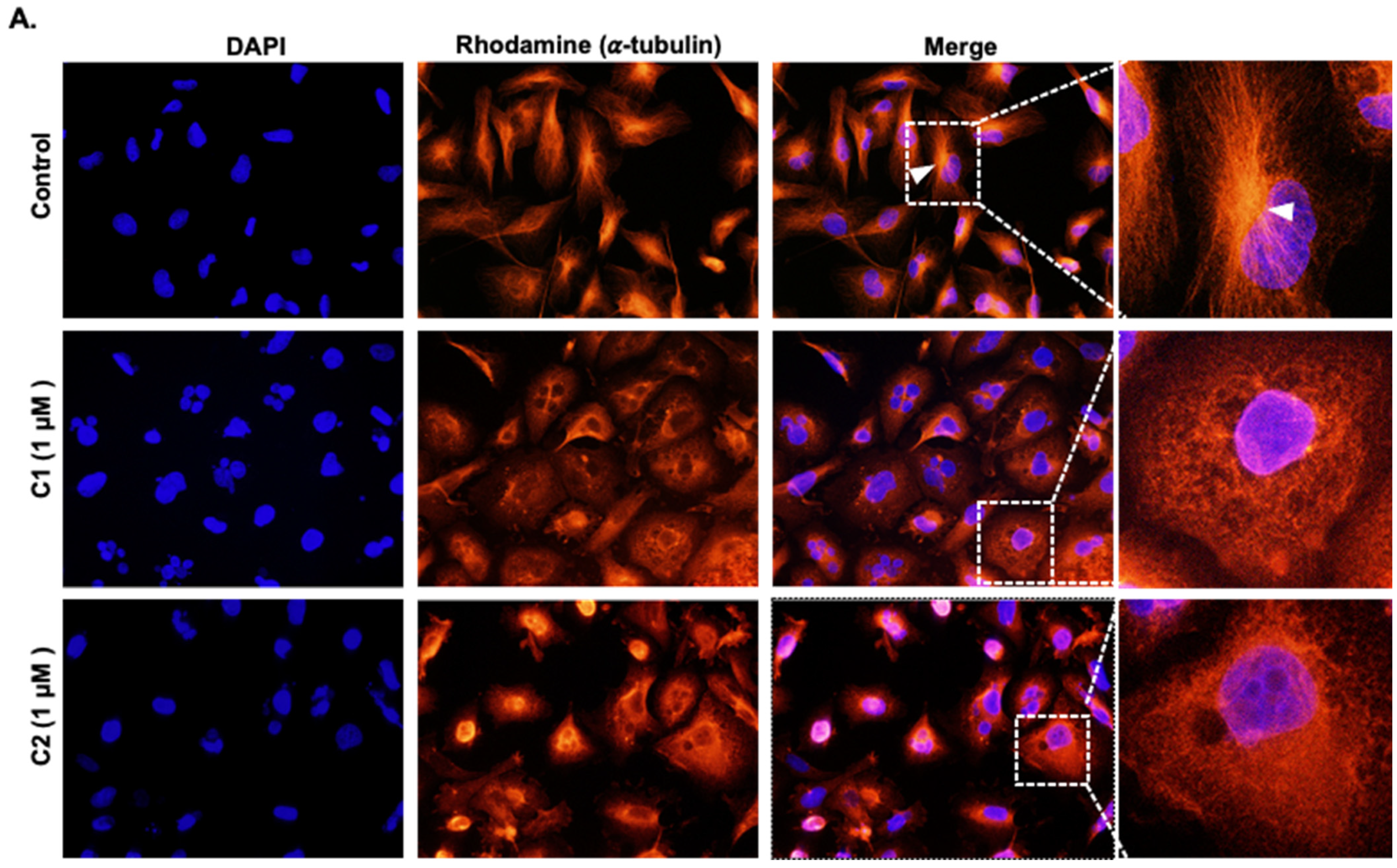 Cancers 15 02682 g008a
