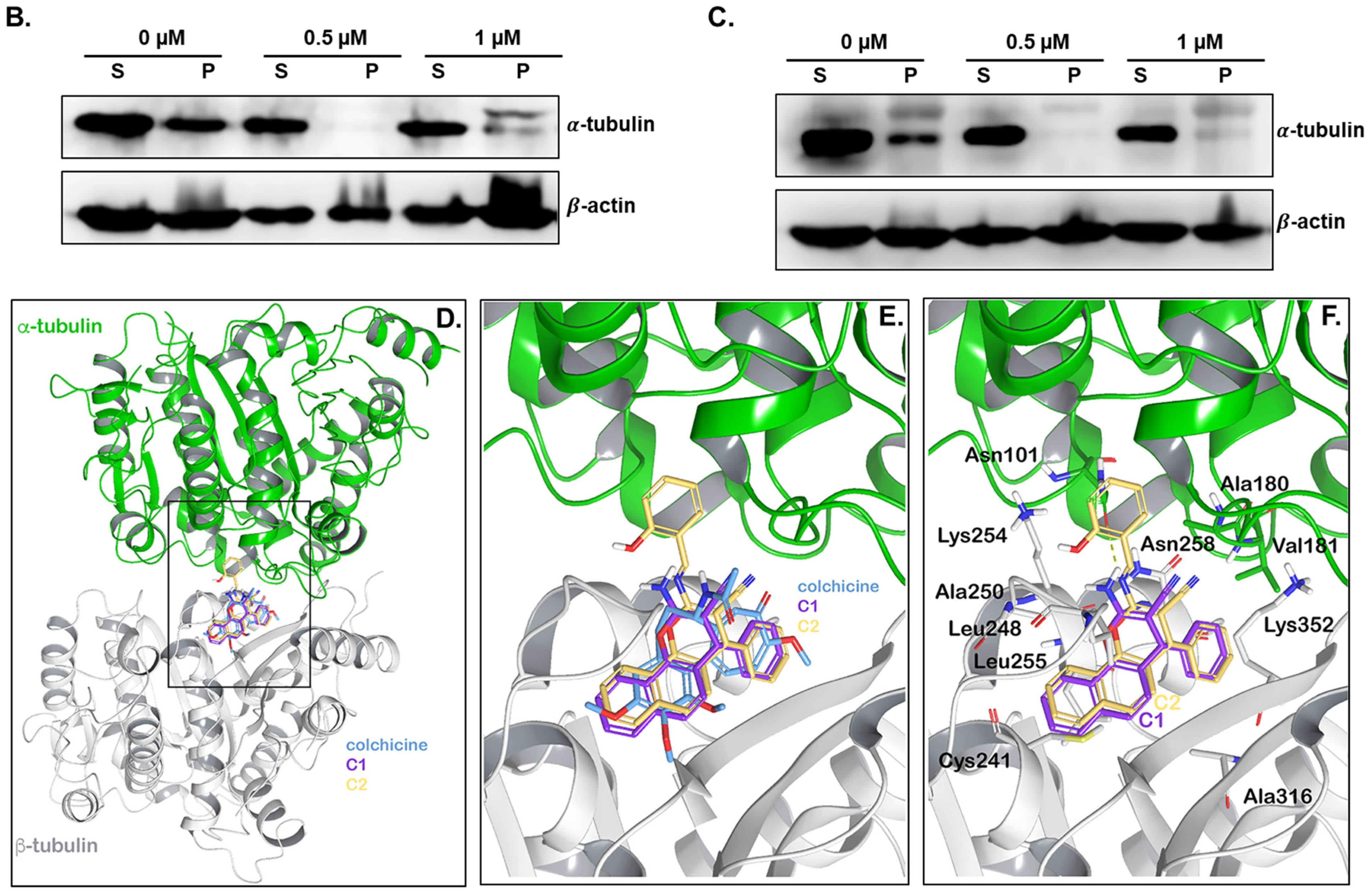 Cancers 15 02682 g008b