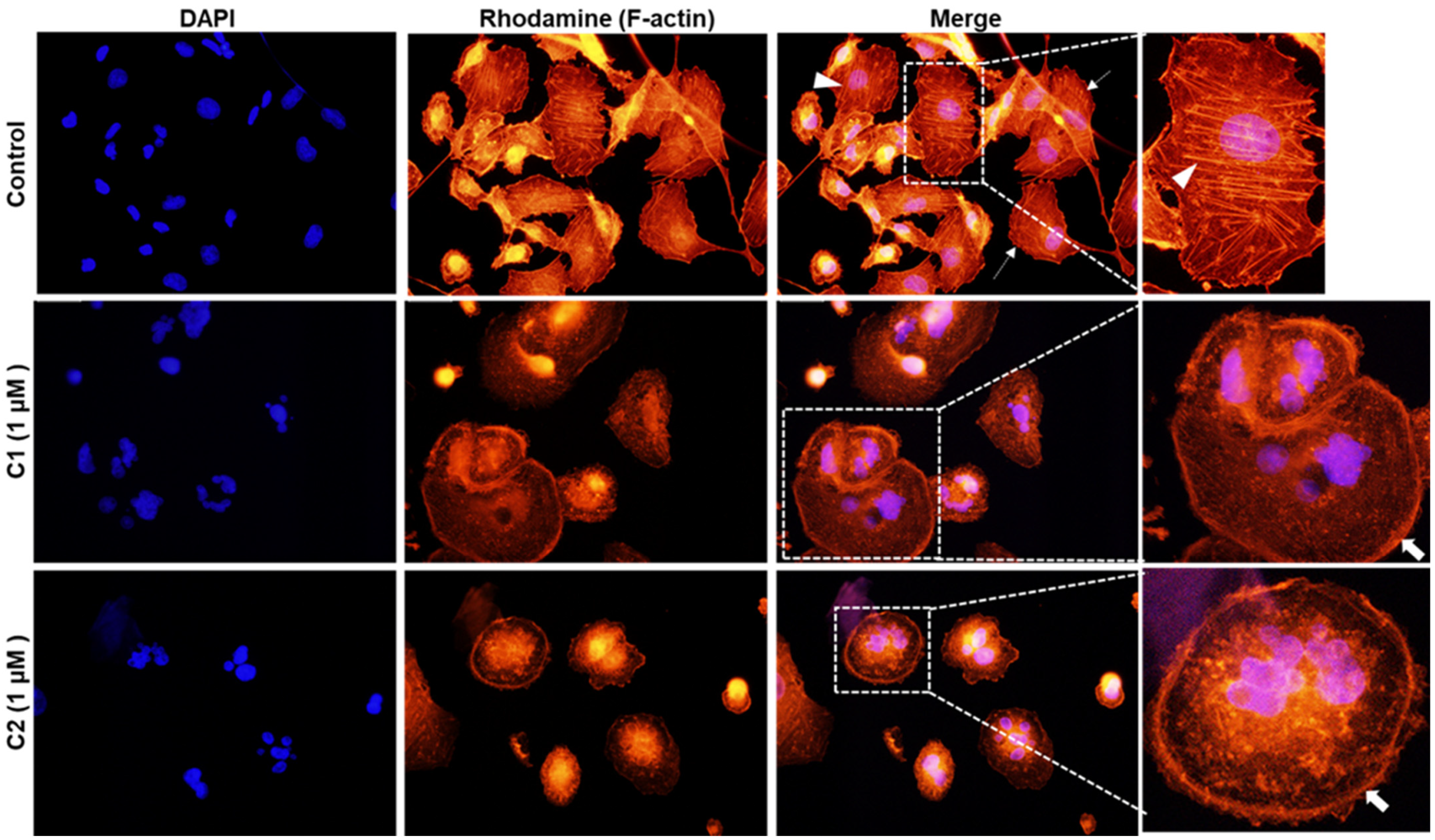 Cancers 15 02682 g009