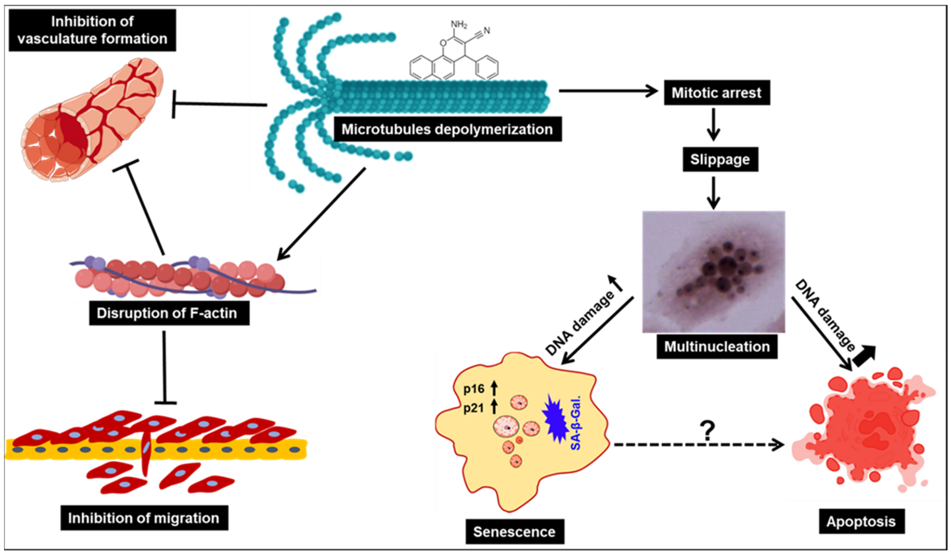 Cancers 15 02682 g012