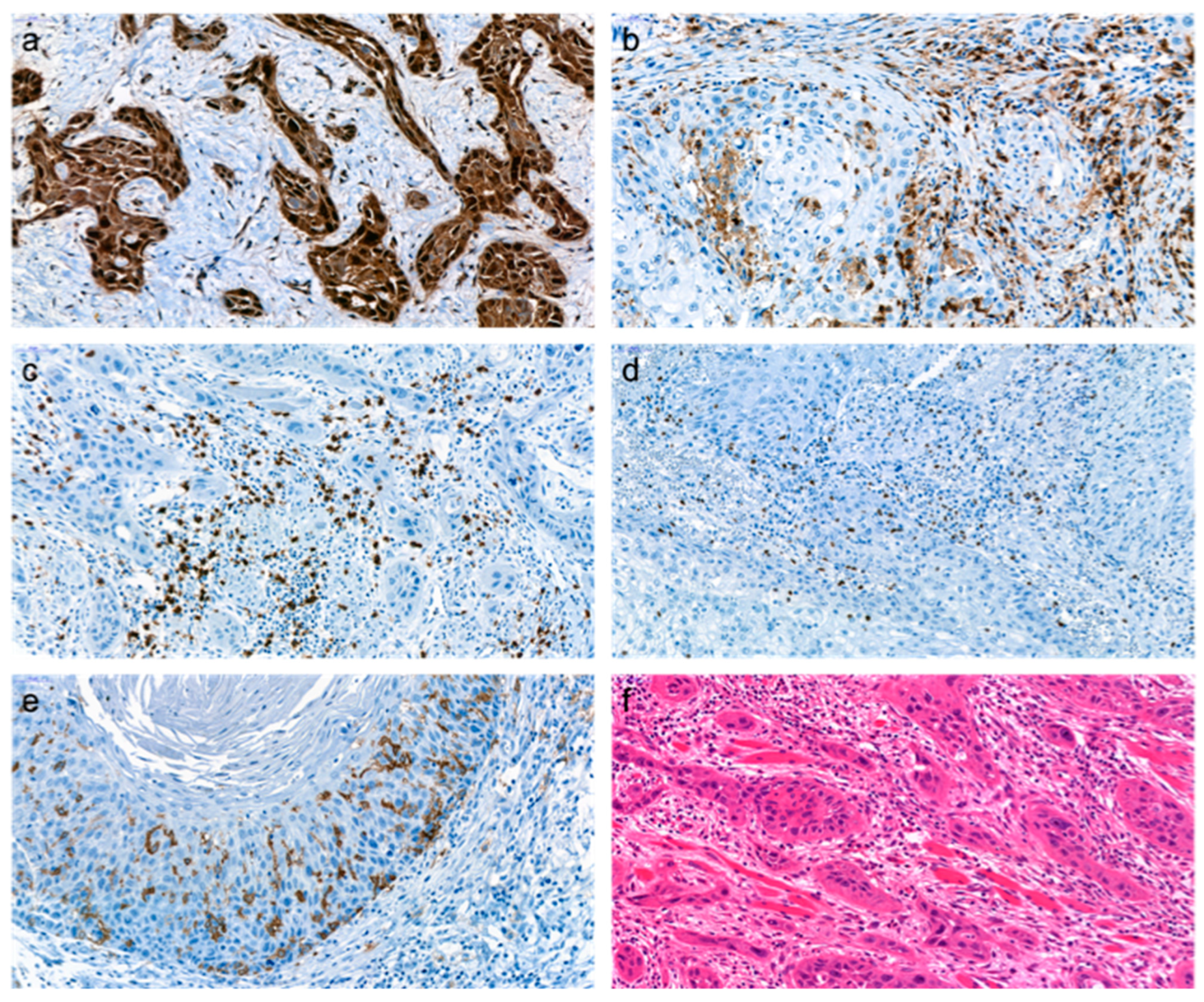 Cancers 15 02688 g001 Cancers 15 02688 g001