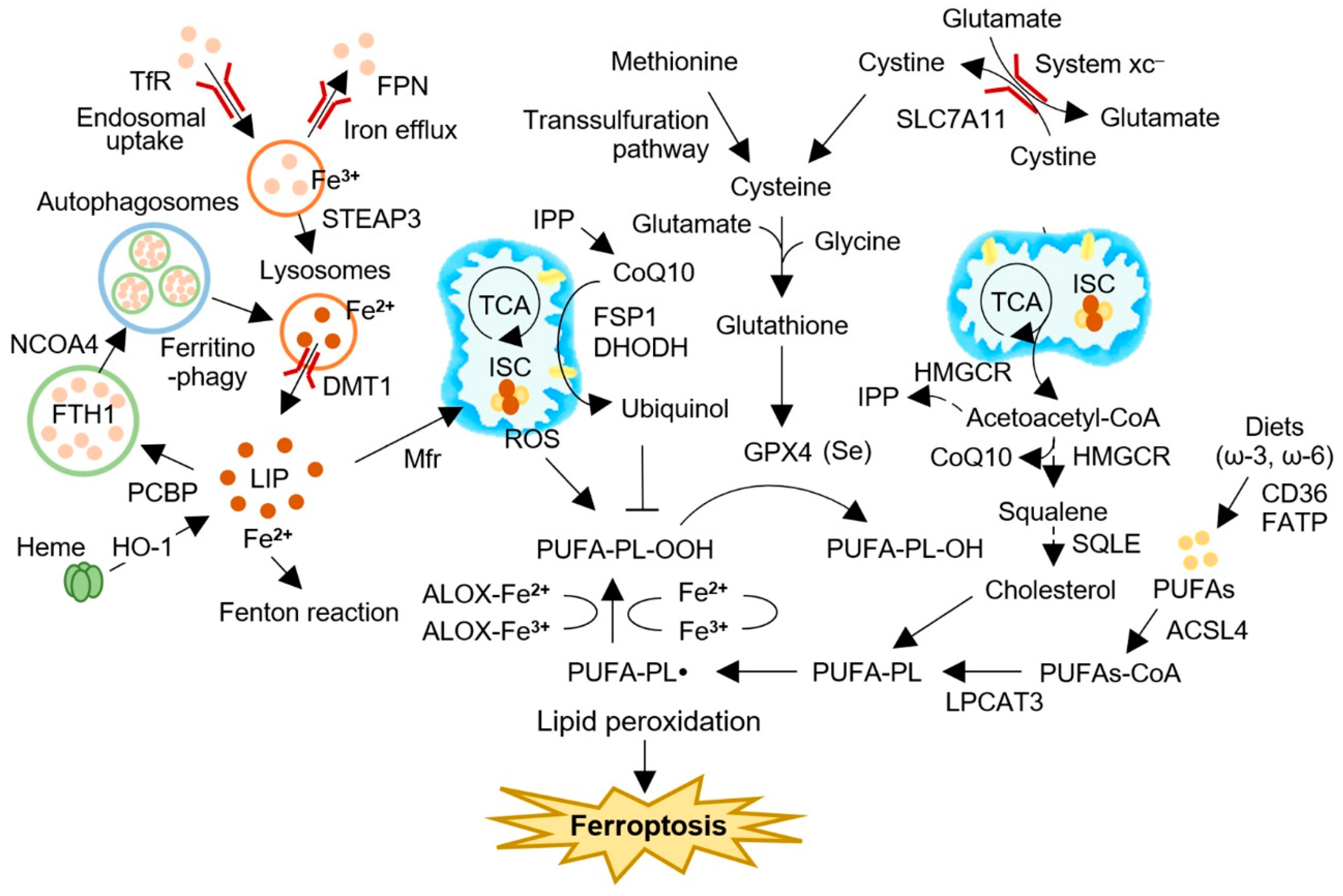 Cancers 15 02694 g001 Cancers 15 02694 g001