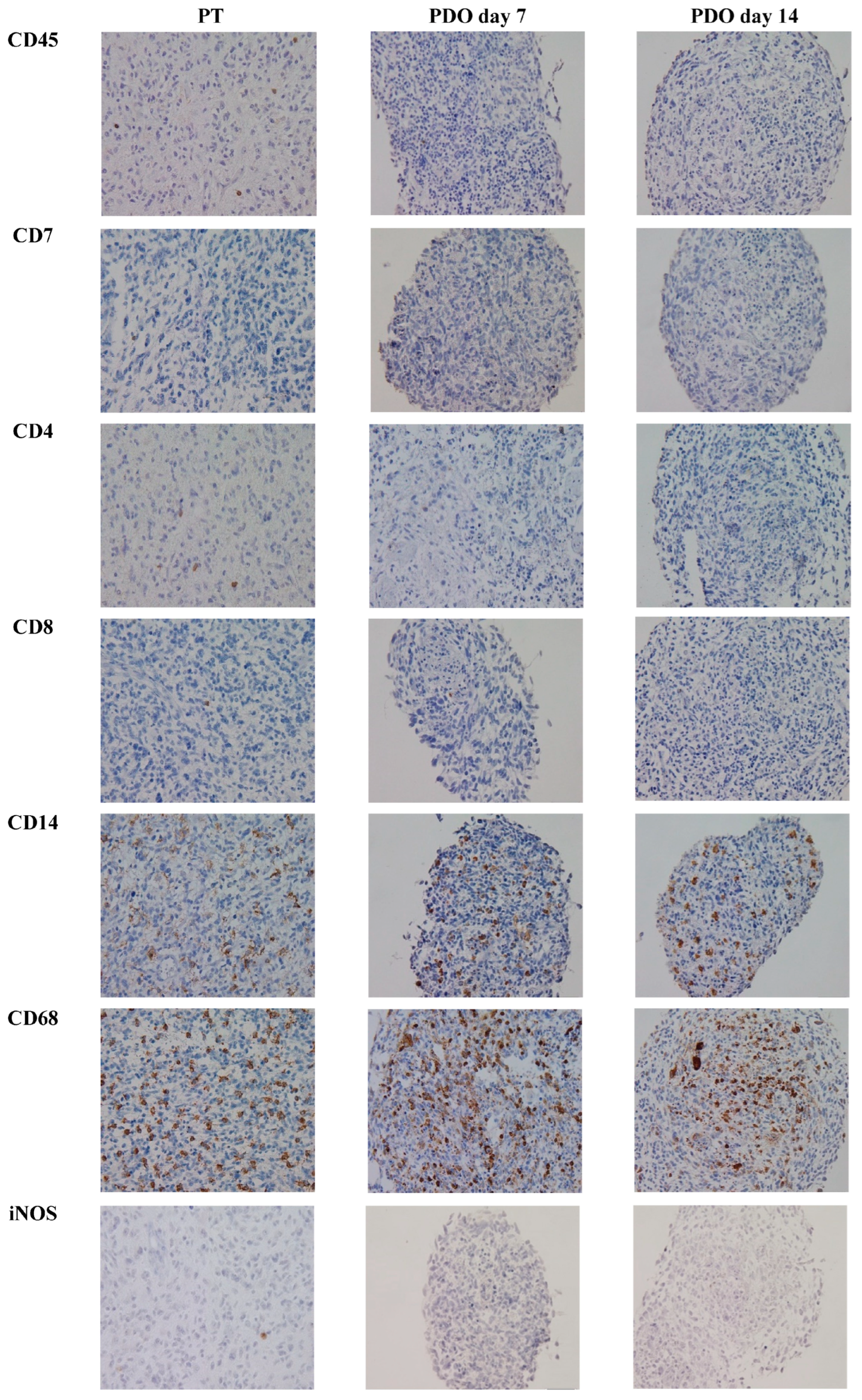 Cancers 15 02698 g003a Cancers 15 02698 g003a