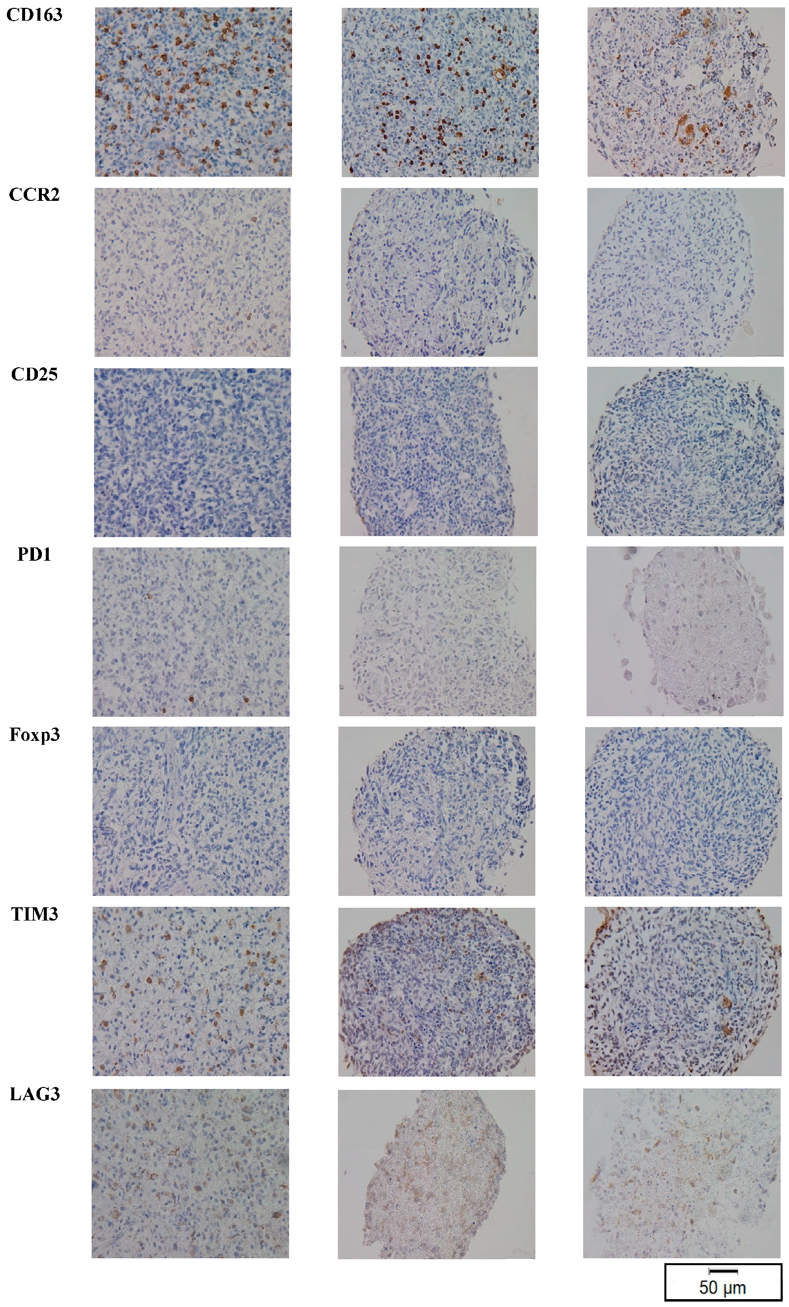 Cancers 15 02698 g003b Cancers 15 02698 g003b