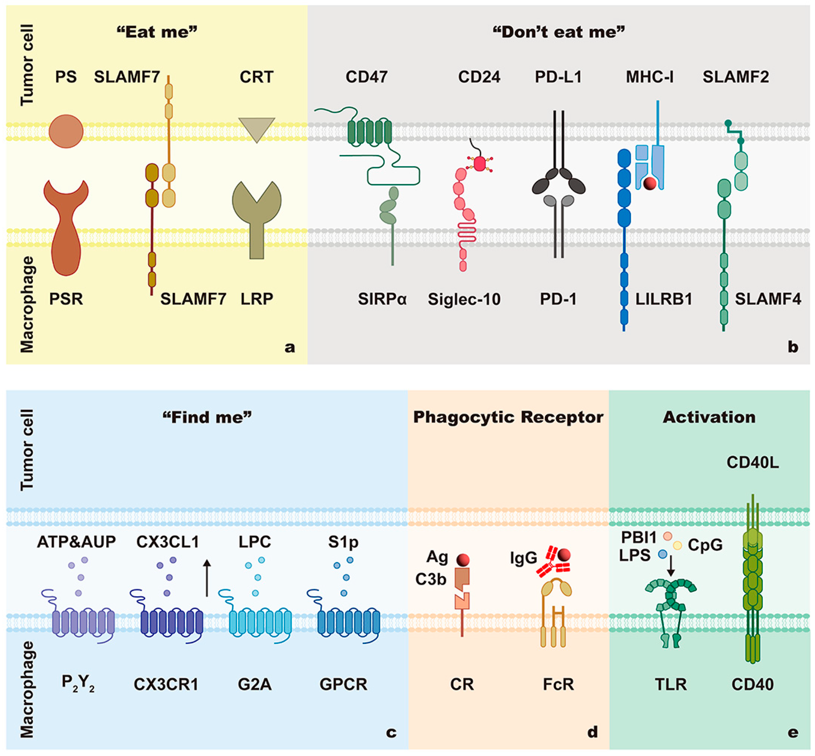 Cancers 15 02717 g002