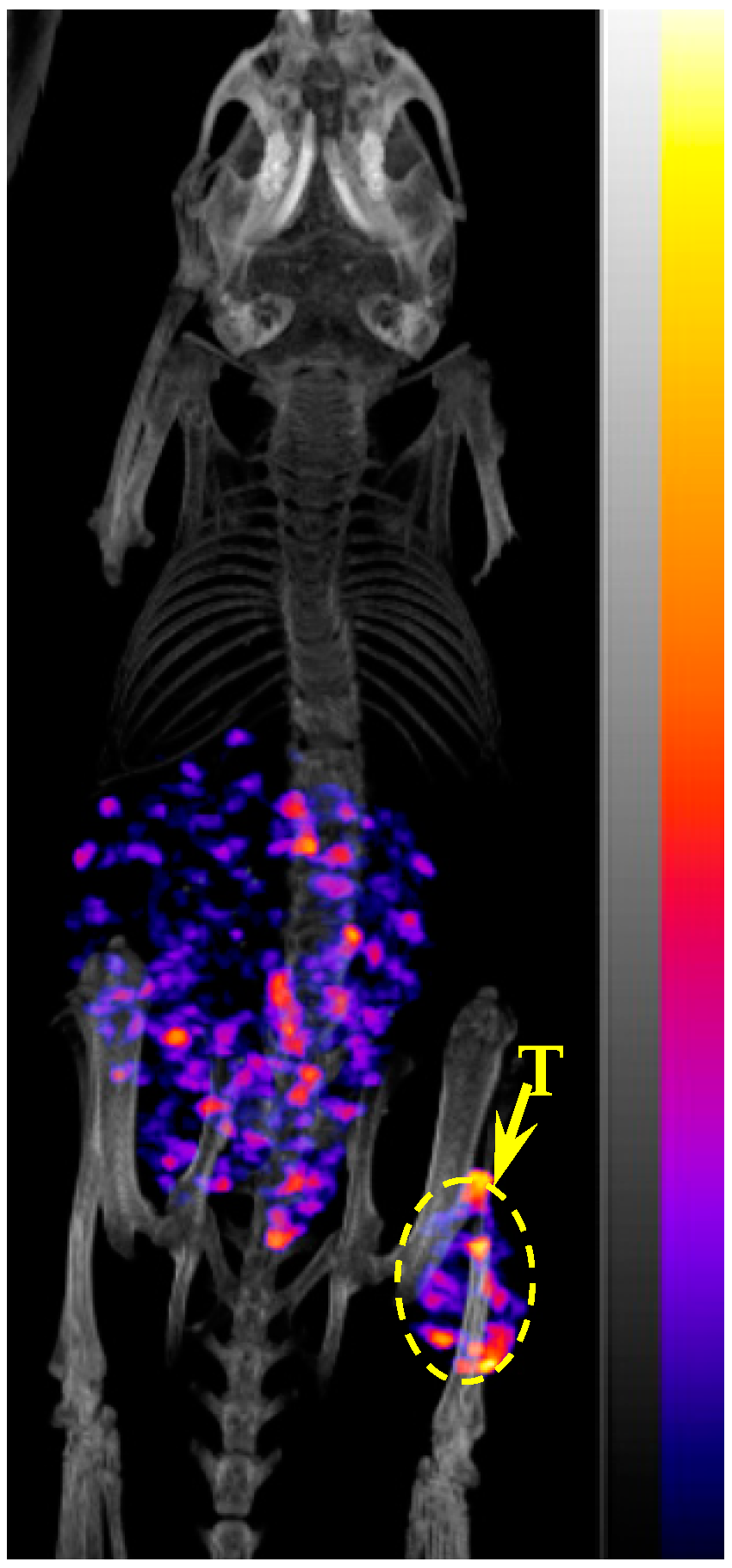 Cancers 15 02755 g003 Cancers 15 02755 g003