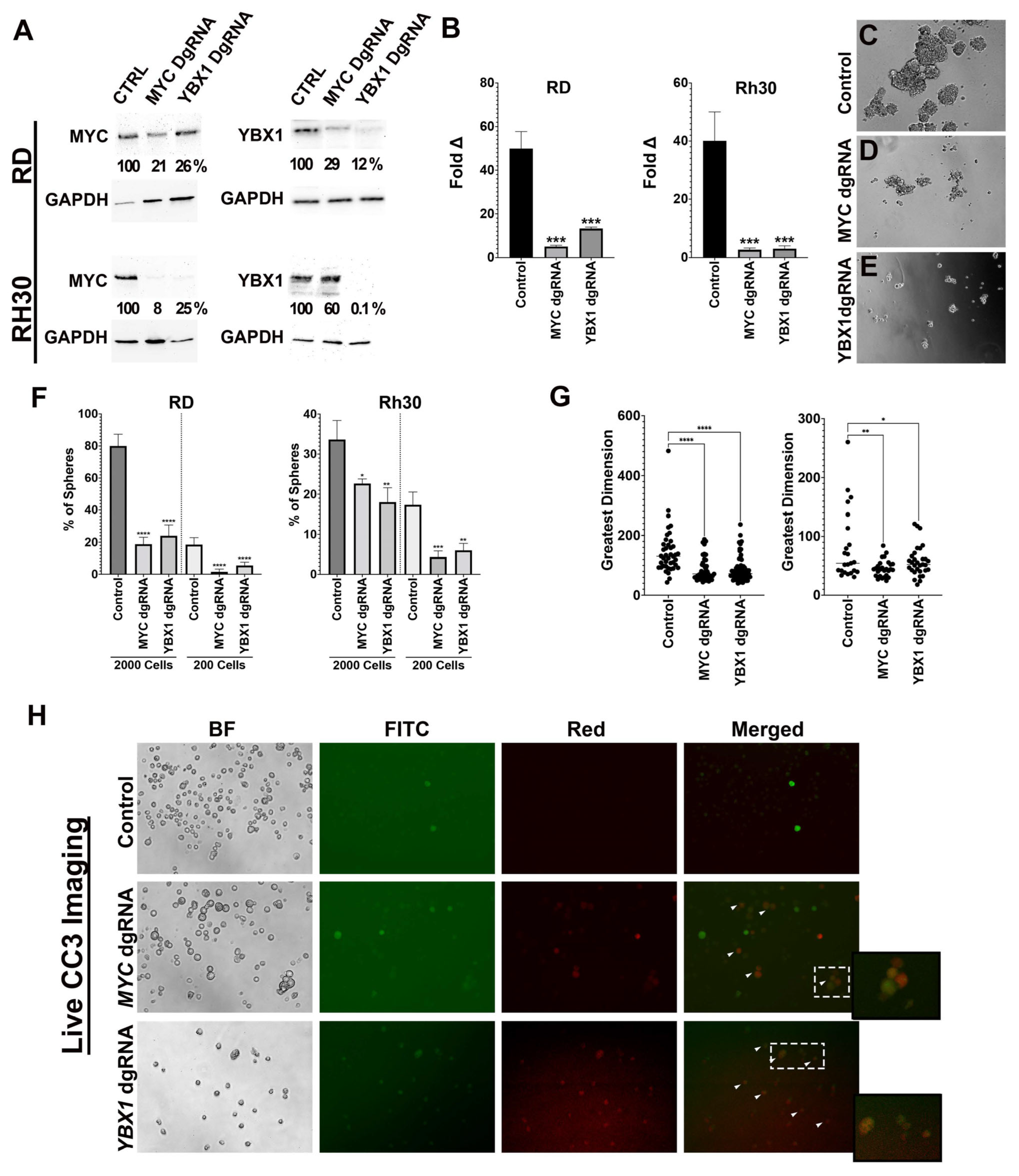 Cancers 15 02788 g003