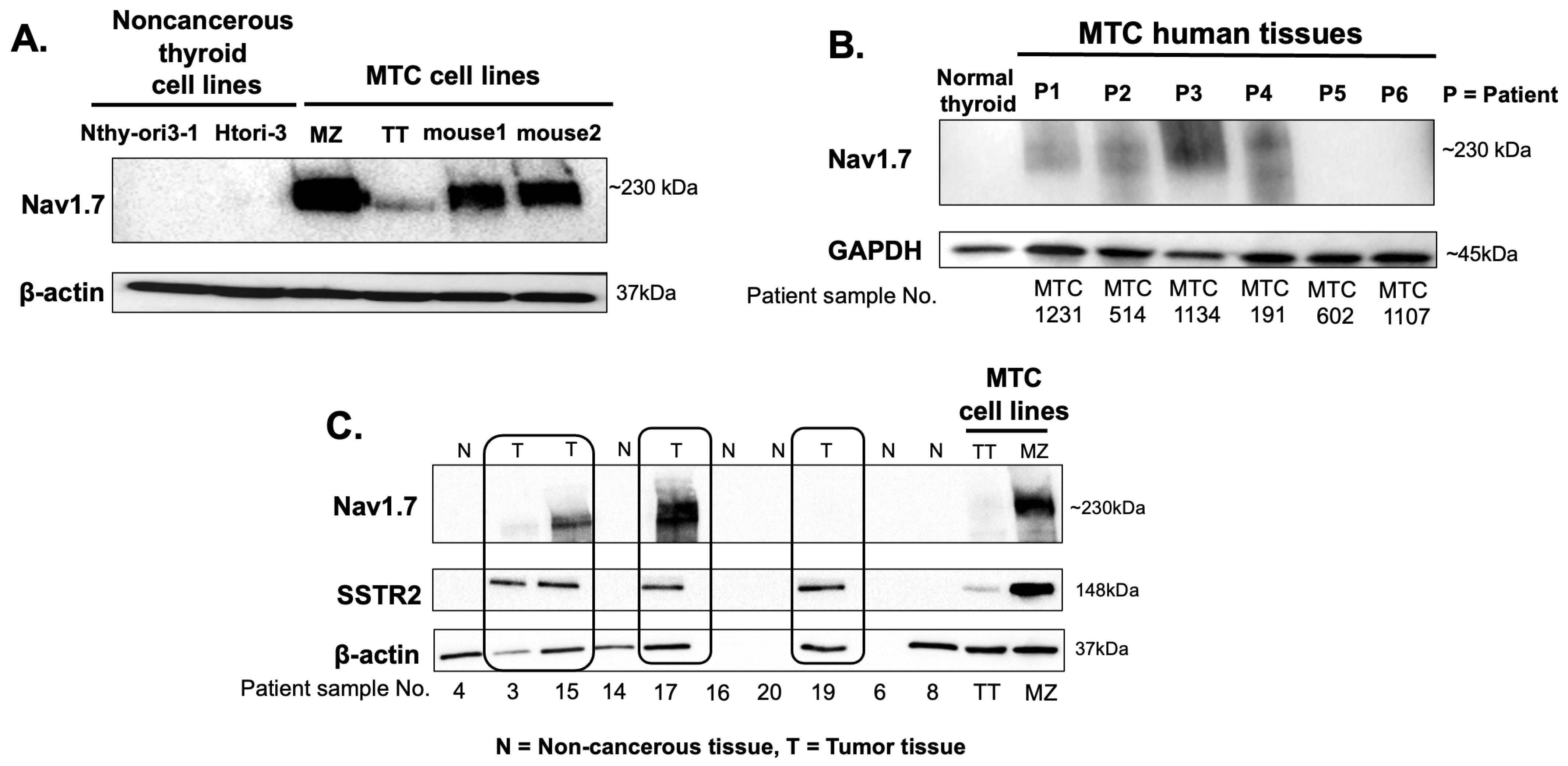 Cancers 15 02806 g003