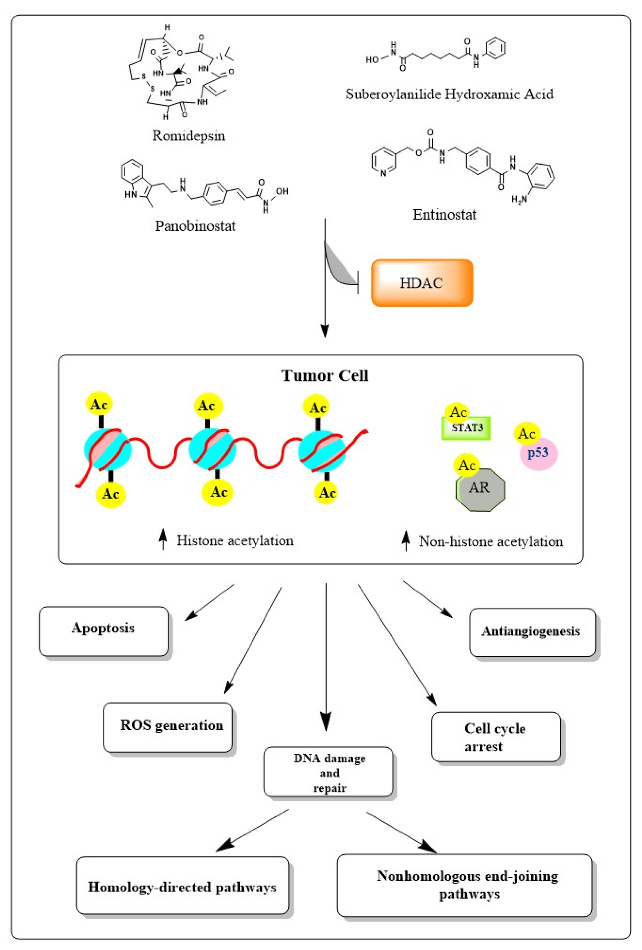 PDF) N-terminal acetylation shields proteins from degradation and promotes age-dependent motility and longevity