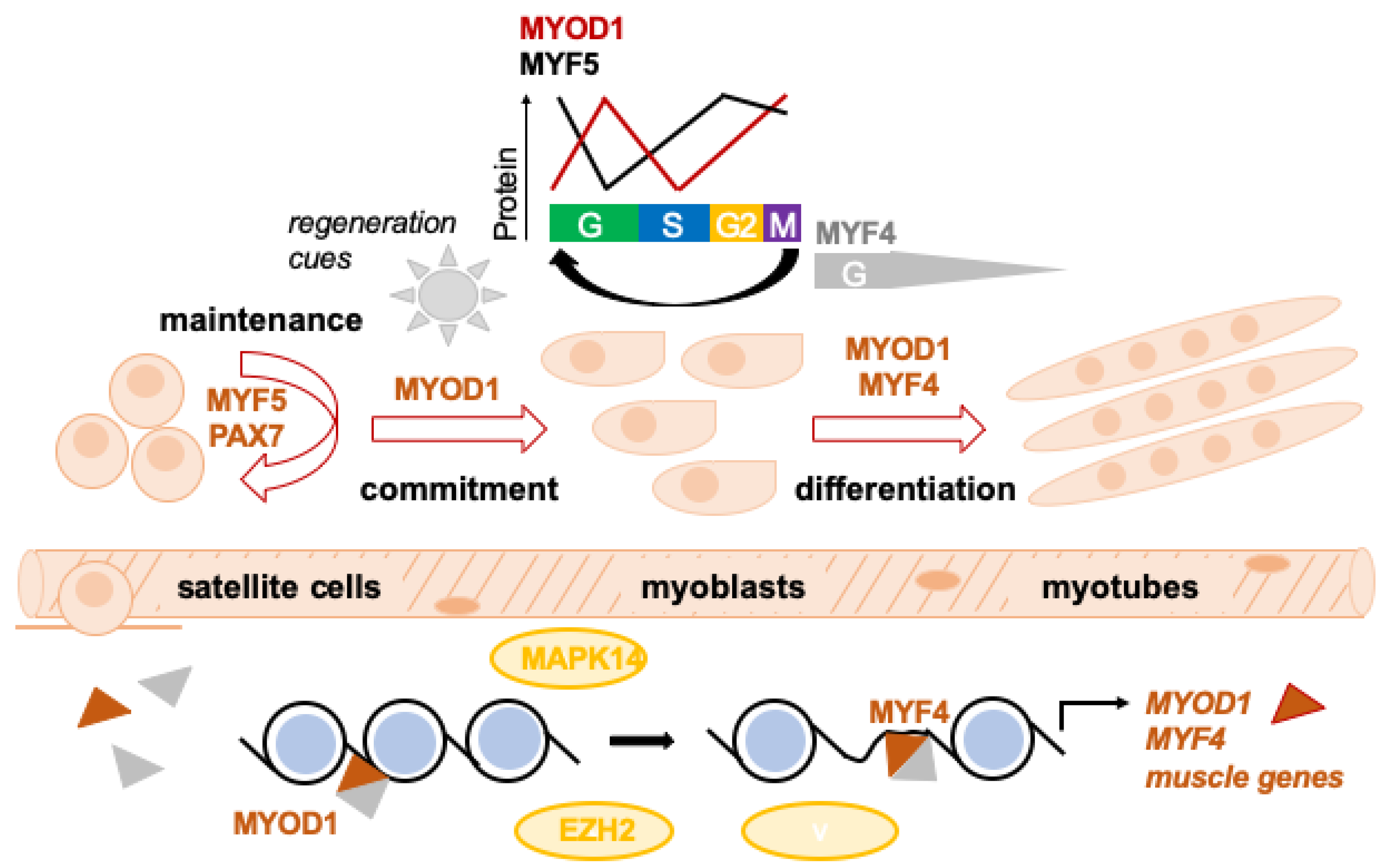 Cancers 15 02823 g001 Cancers 15 02823 g001
