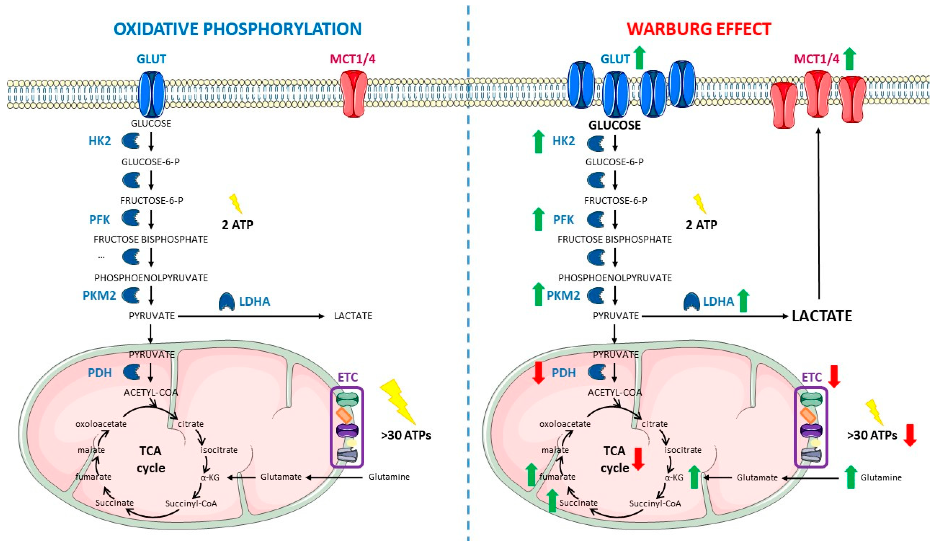 Cancers 15 02862 g001 Cancers 15 02862 g001