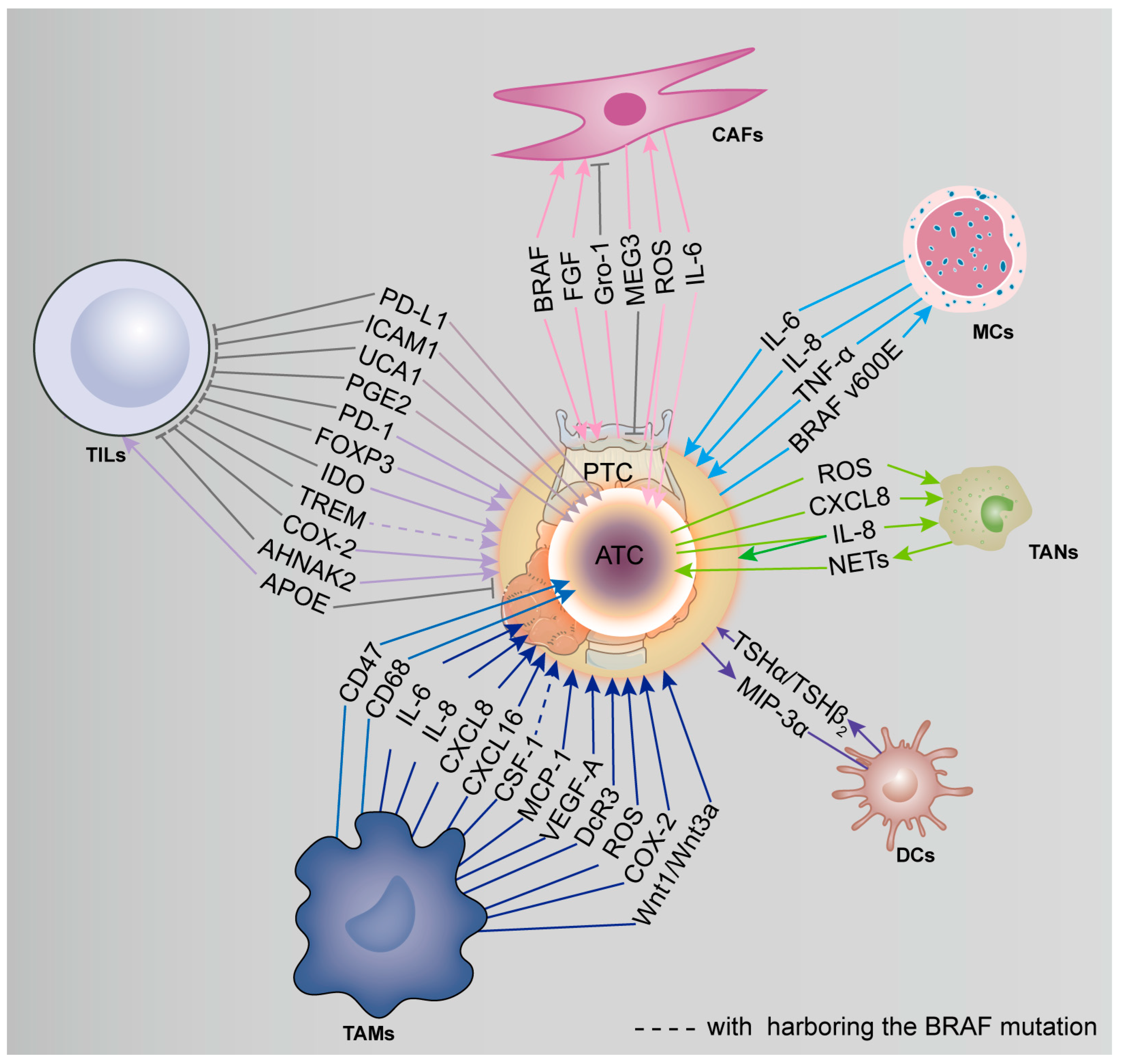Cancers 15 02863 g002 Cancers 15 02863 g002