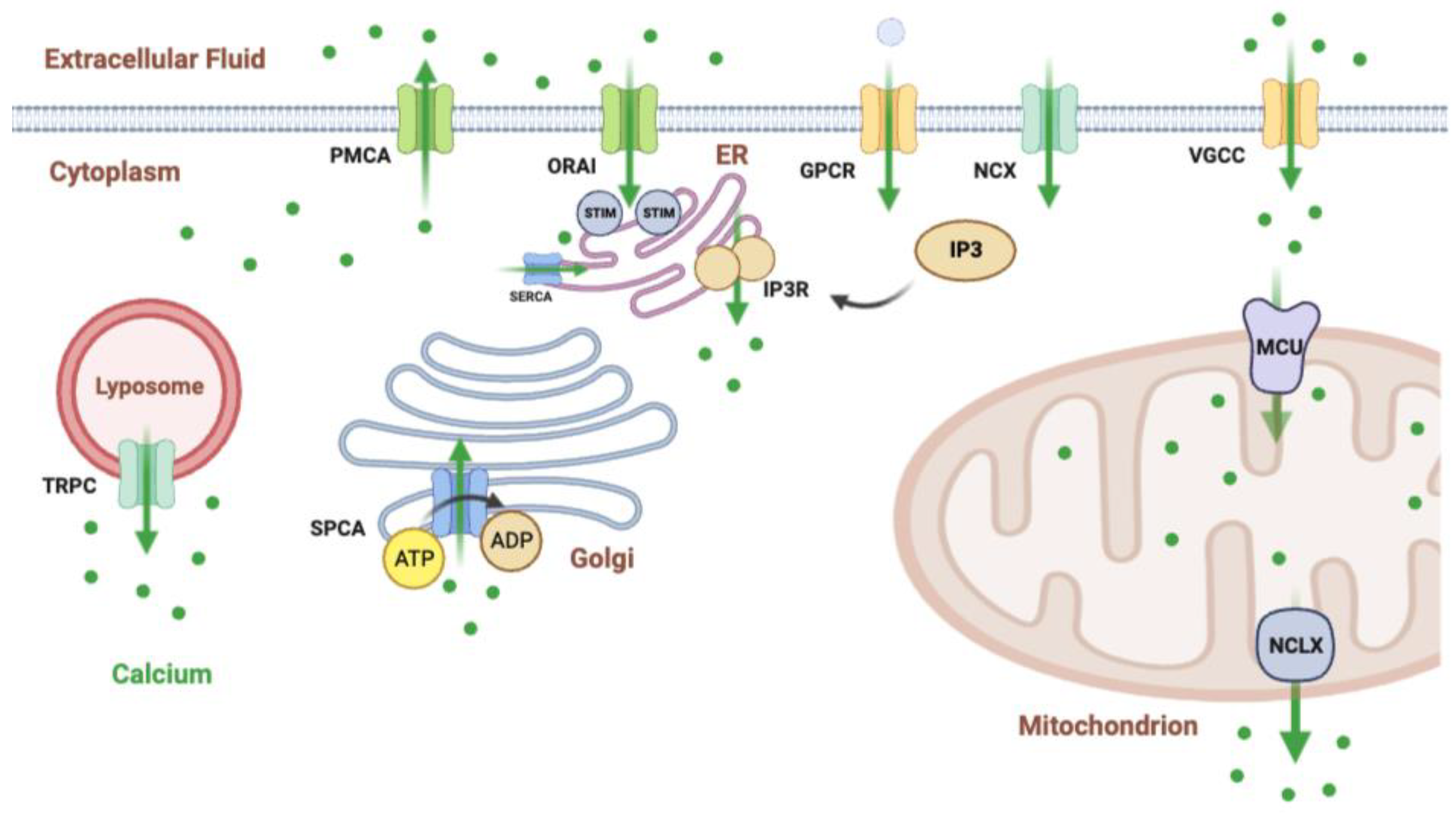 Cancers 15 02872 g002