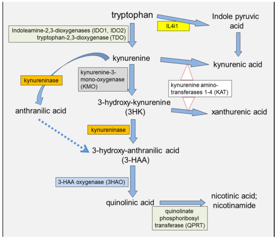Cancers | Free Full-Text | Interactions of IDO and the Kynurenine Cancers | Free Full-Text | Interactions of IDO and the Kynurenine