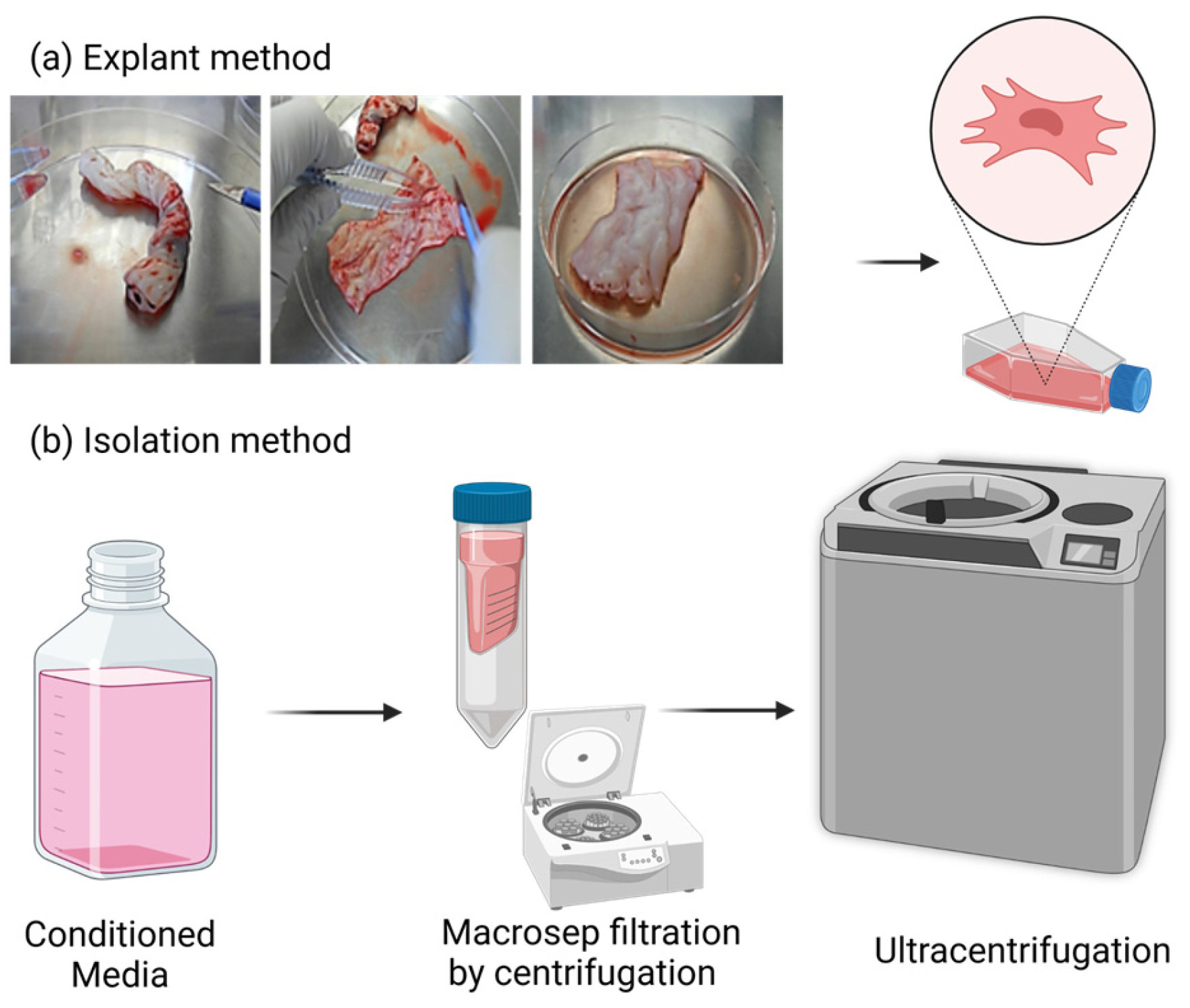 Cancers 15 02901 g001