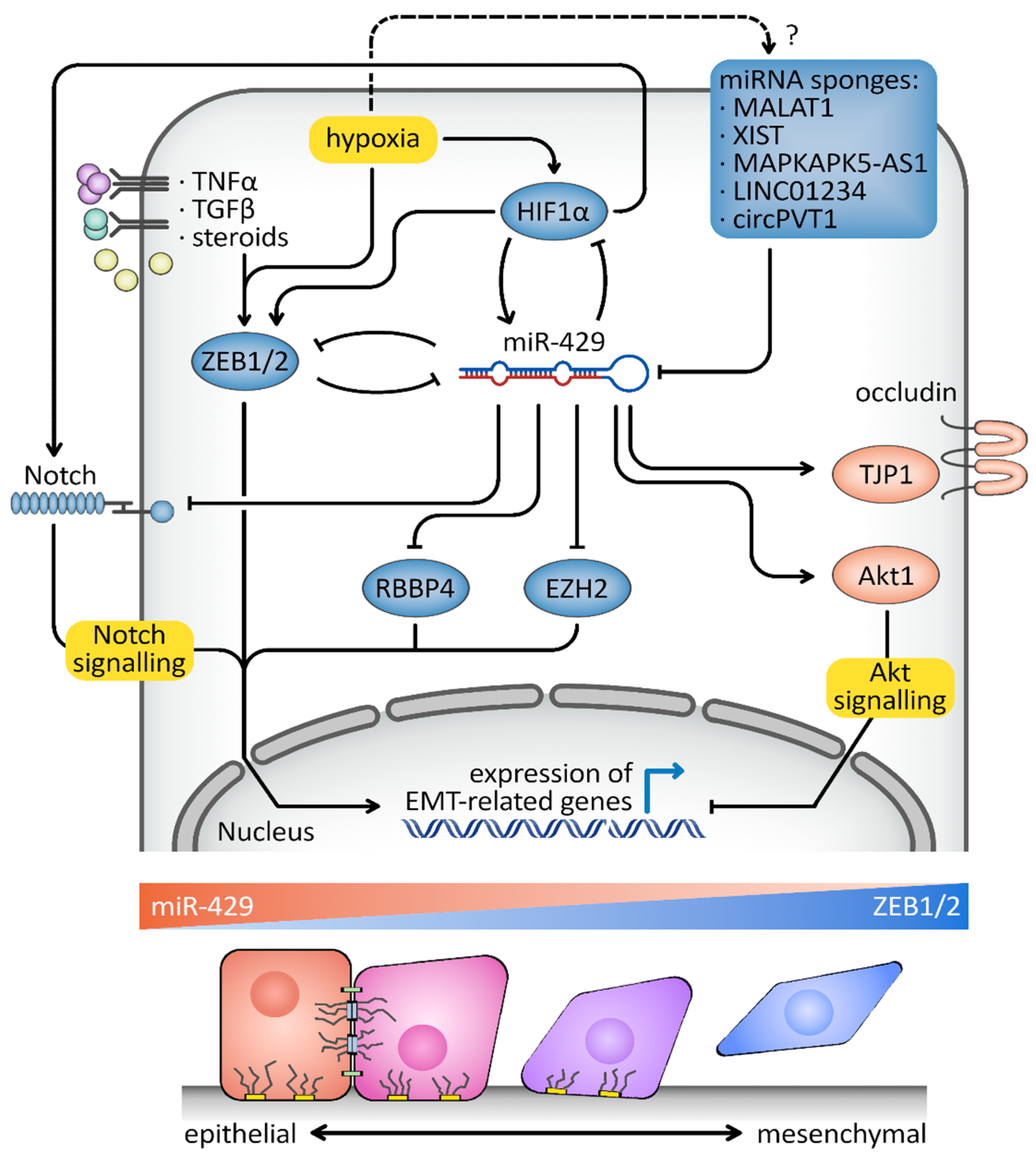 Cancers 15 02903 g004 Cancers 15 02903 g004