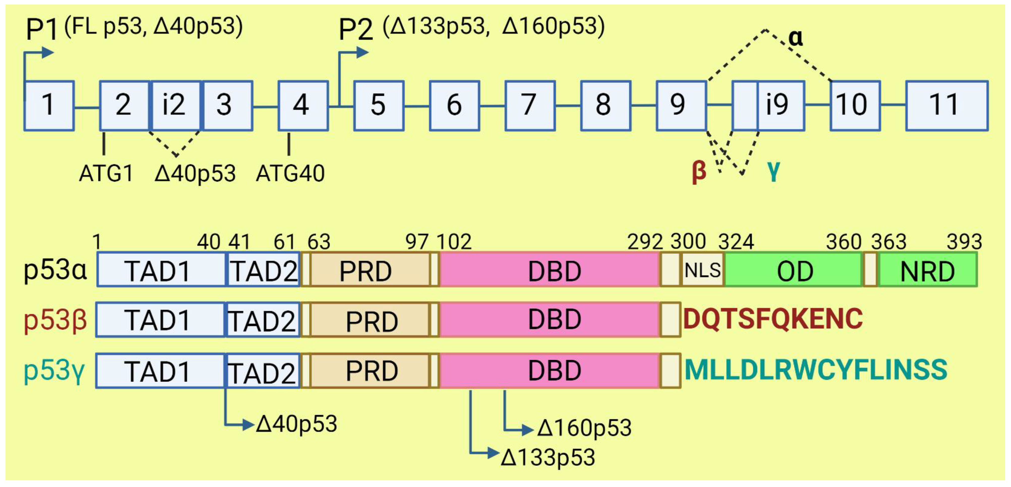 Cancers 15 02918 g003