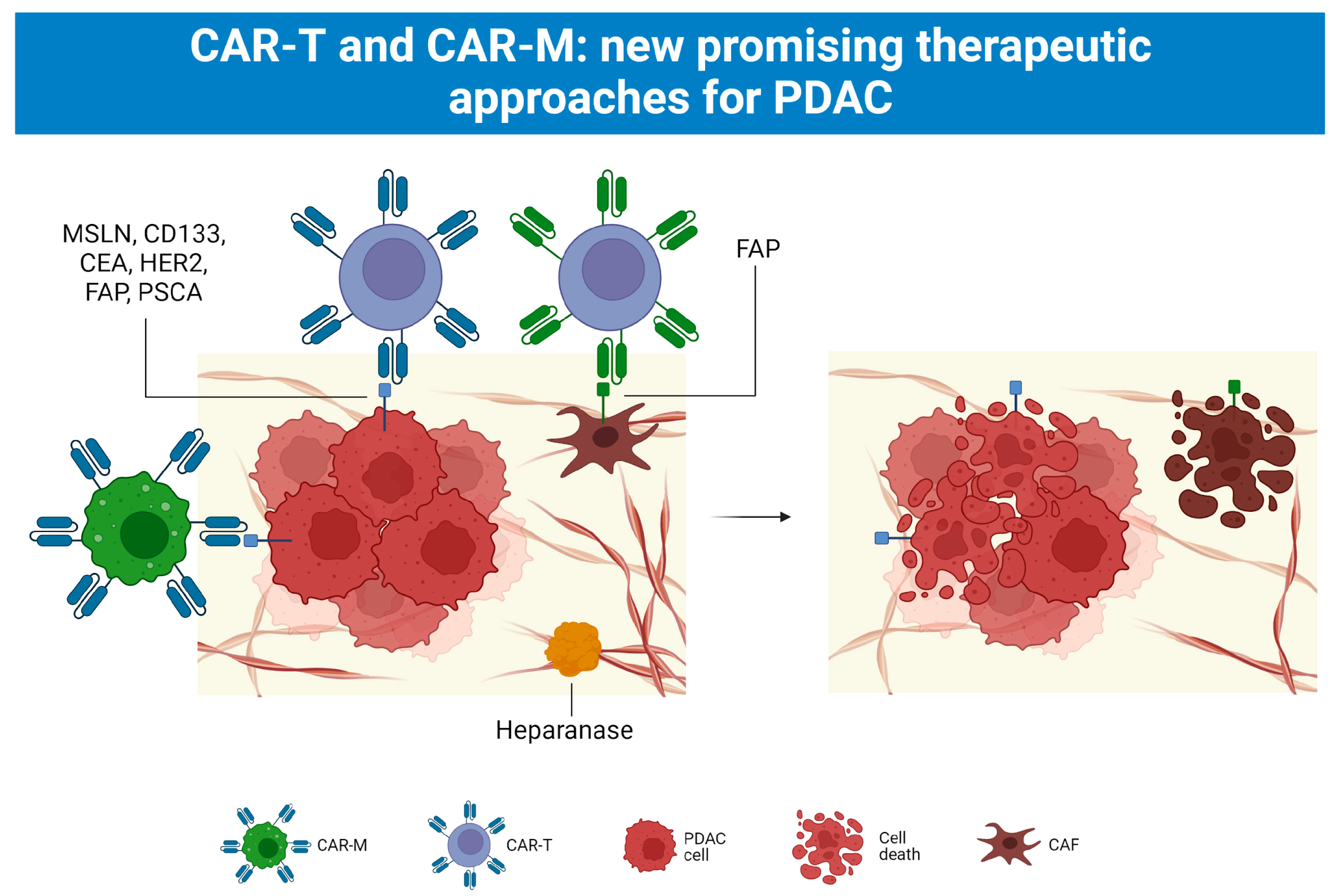 Cancers 15 02923 g005