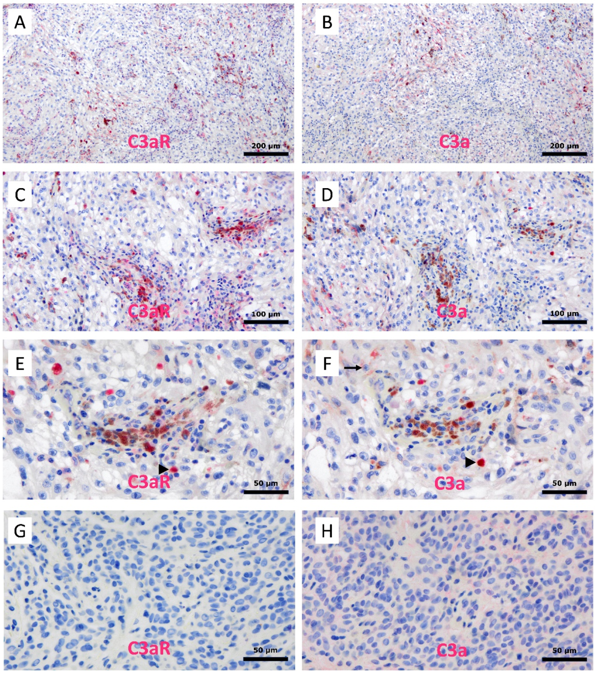 Cancers 15 02986 g010 Cancers 15 02986 g010