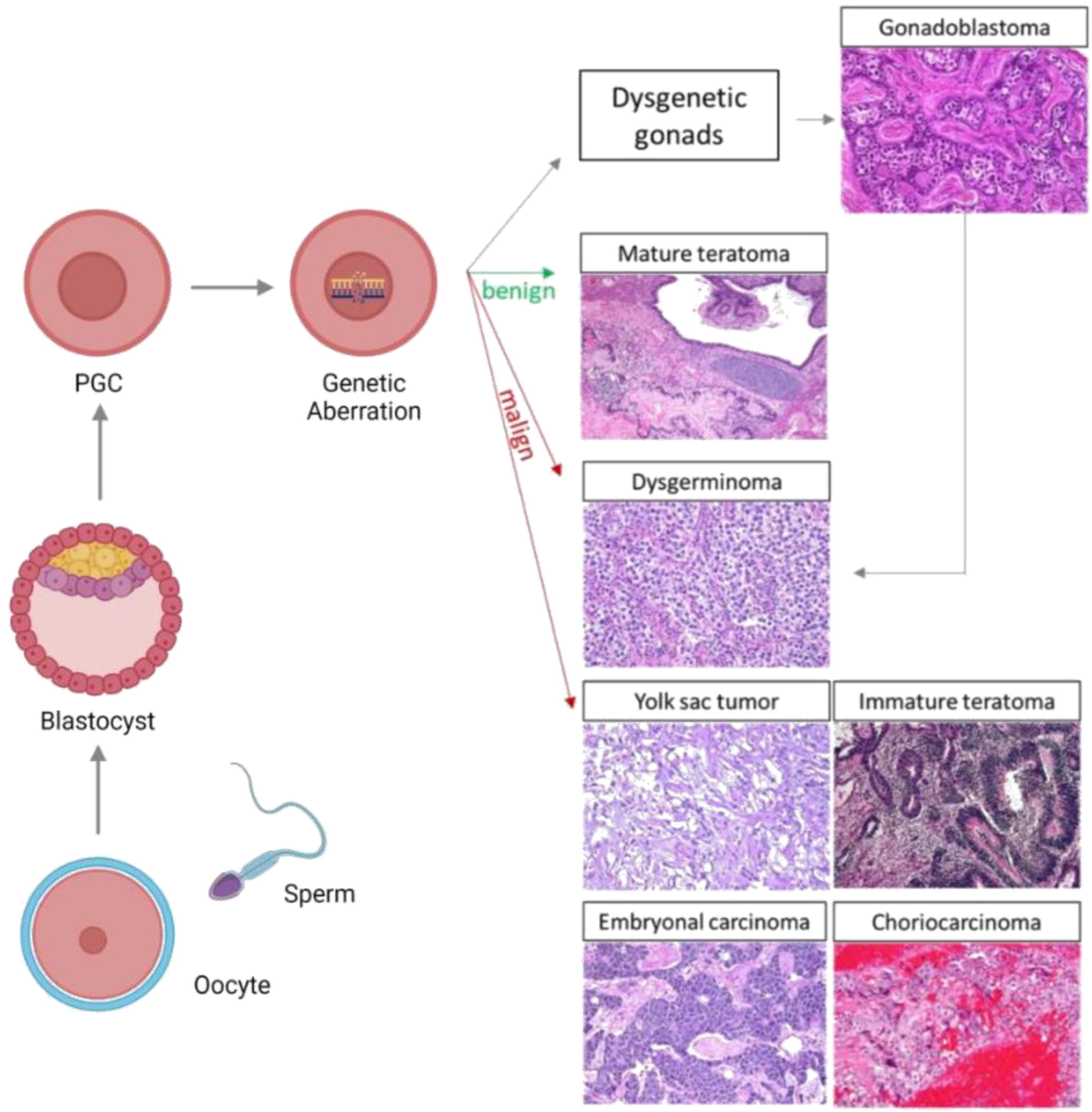 A Genetic Screen Implicates miRNA-372 and miRNA-373 As Oncogenes in  Testicular Germ Cell Tumors: Cell