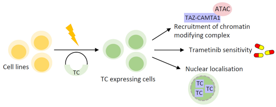 Cancers 15 03005 g001 Cancers 15 03005 g001