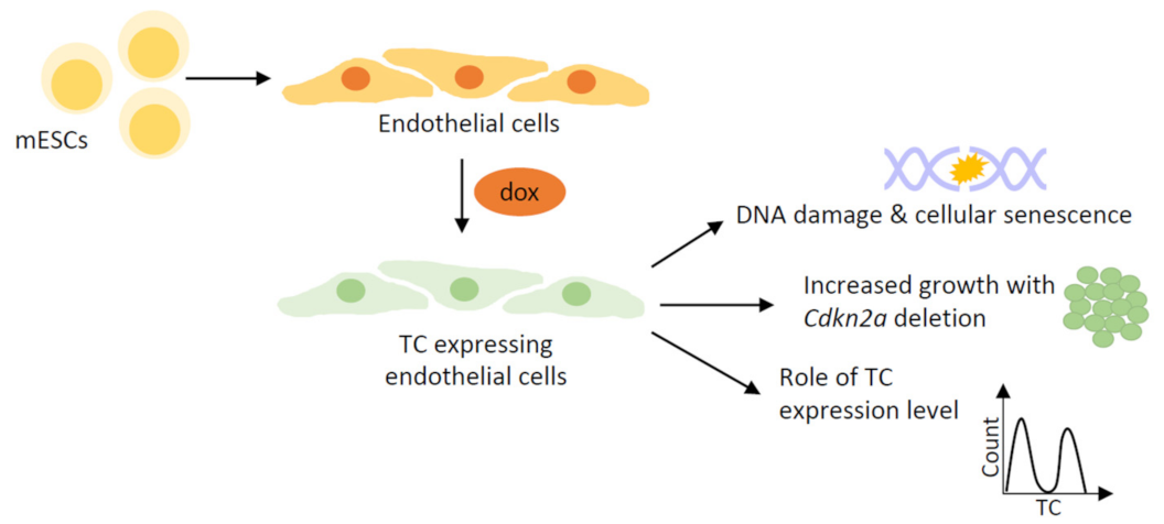 Cancers 15 03005 g002 Cancers 15 03005 g002
