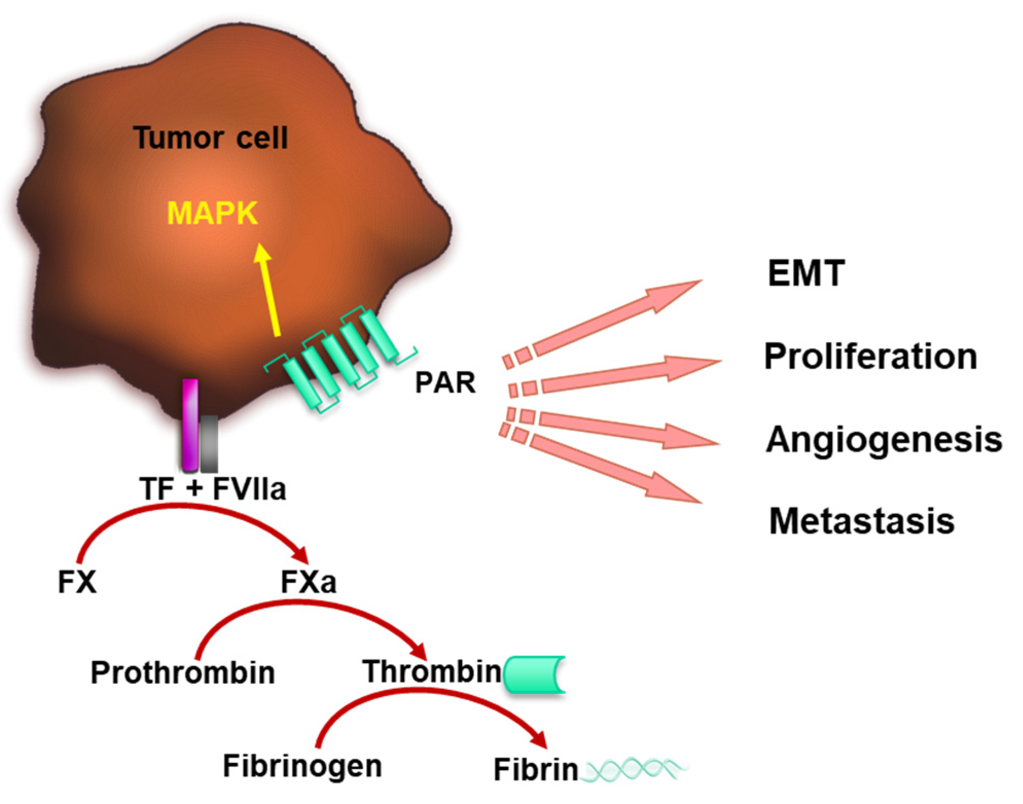 Cancers 15 03025 g001