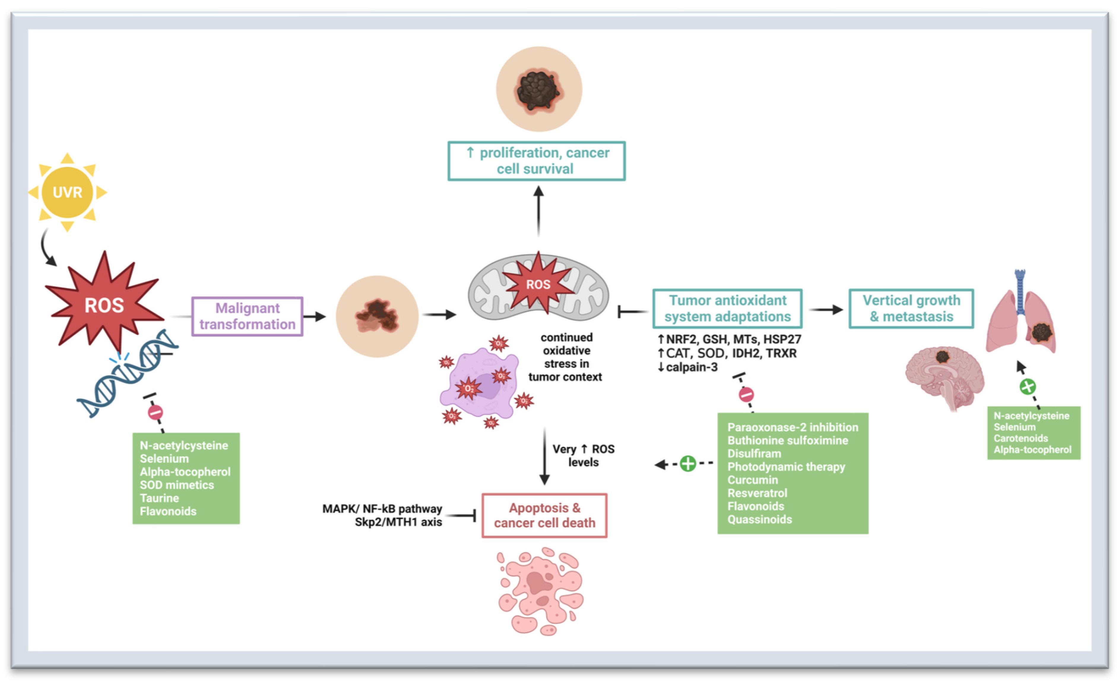 Cancers 15 03038 g001 Cancers 15 03038 g001