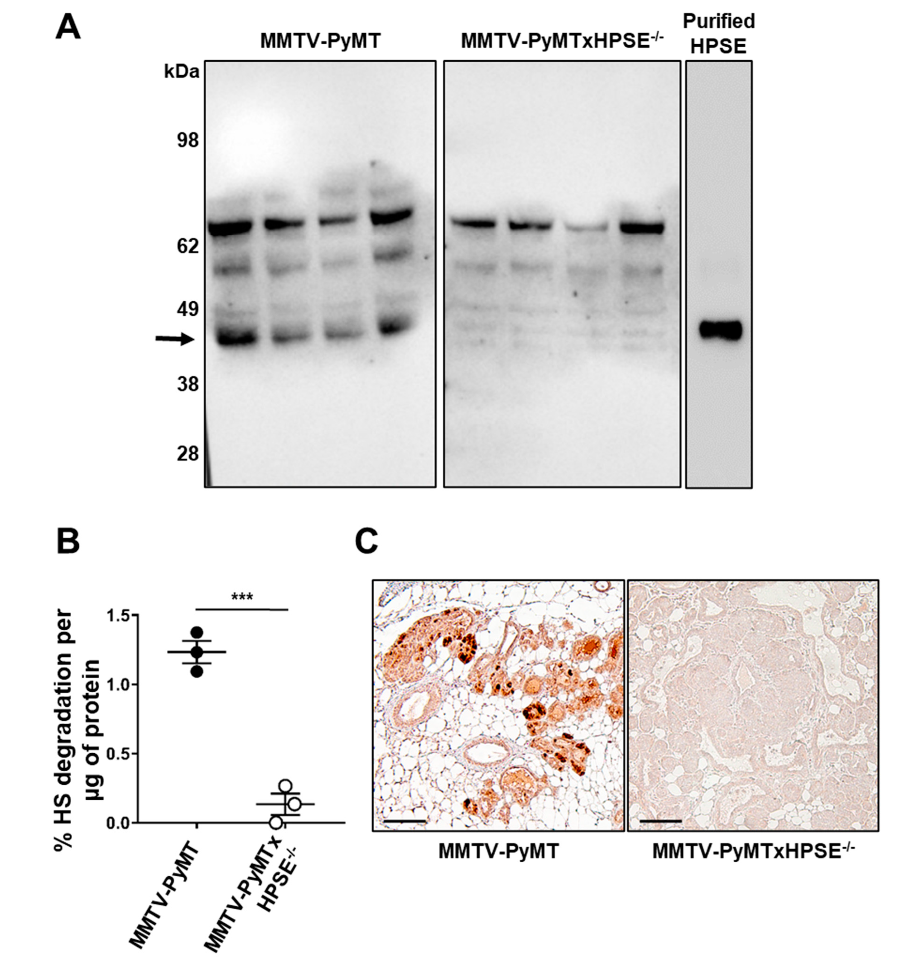Cancers 15 03062 g001 Cancers 15 03062 g001