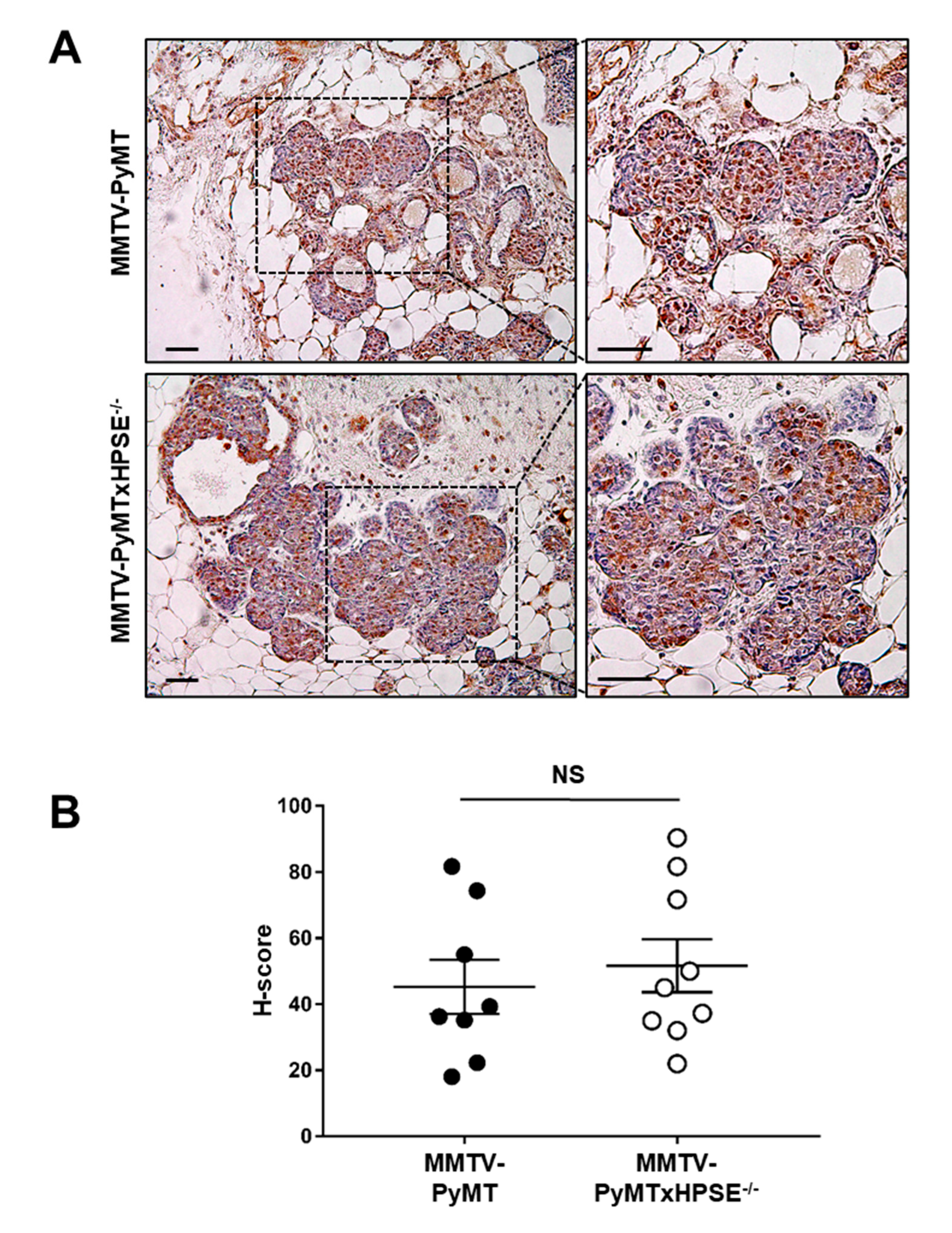 Cancers 15 03062 g007 Cancers 15 03062 g007