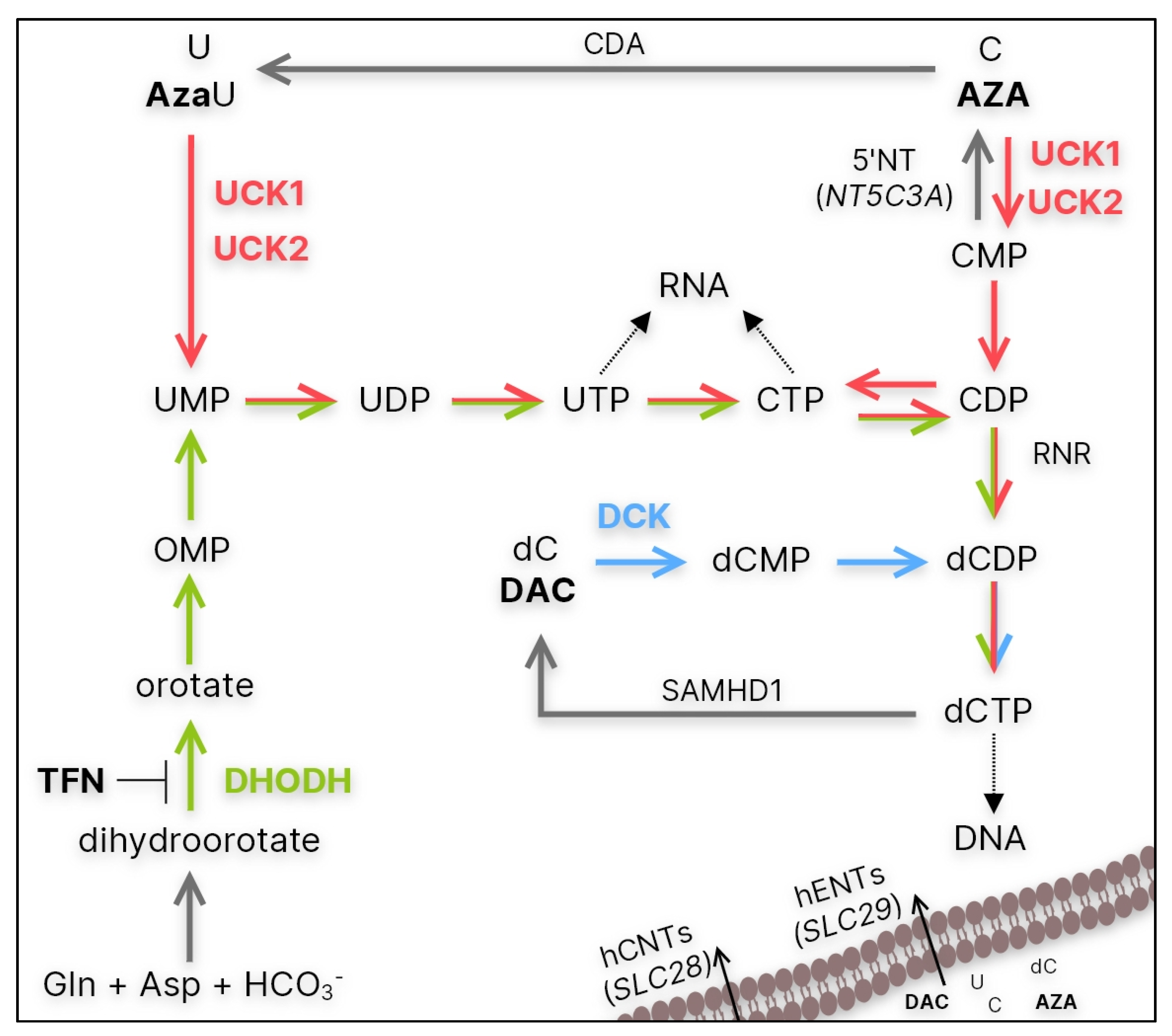 Cancers 15 03063 g001 Cancers 15 03063 g001