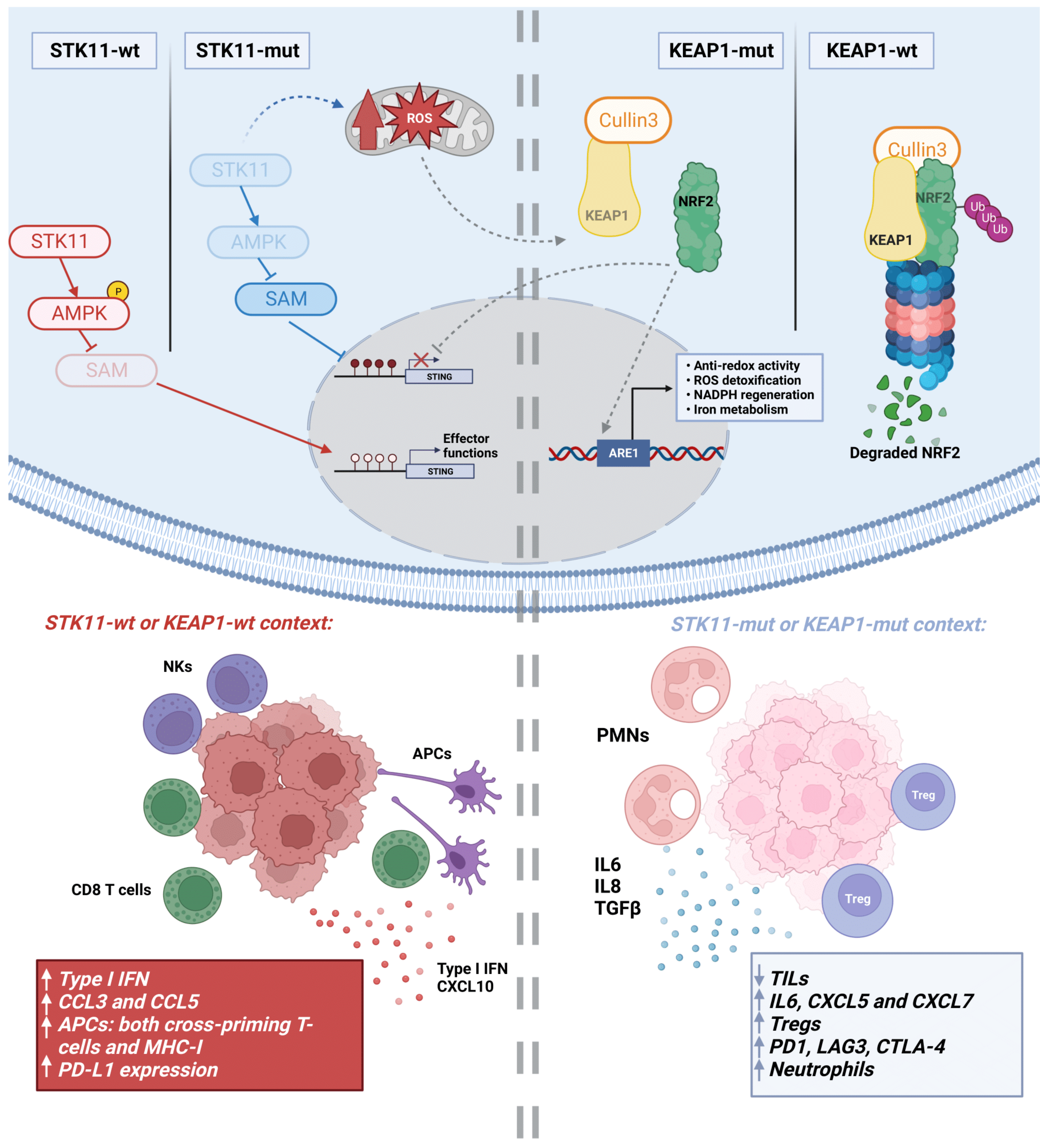 Cancers 15 03076 g001 Cancers 15 03076 g001