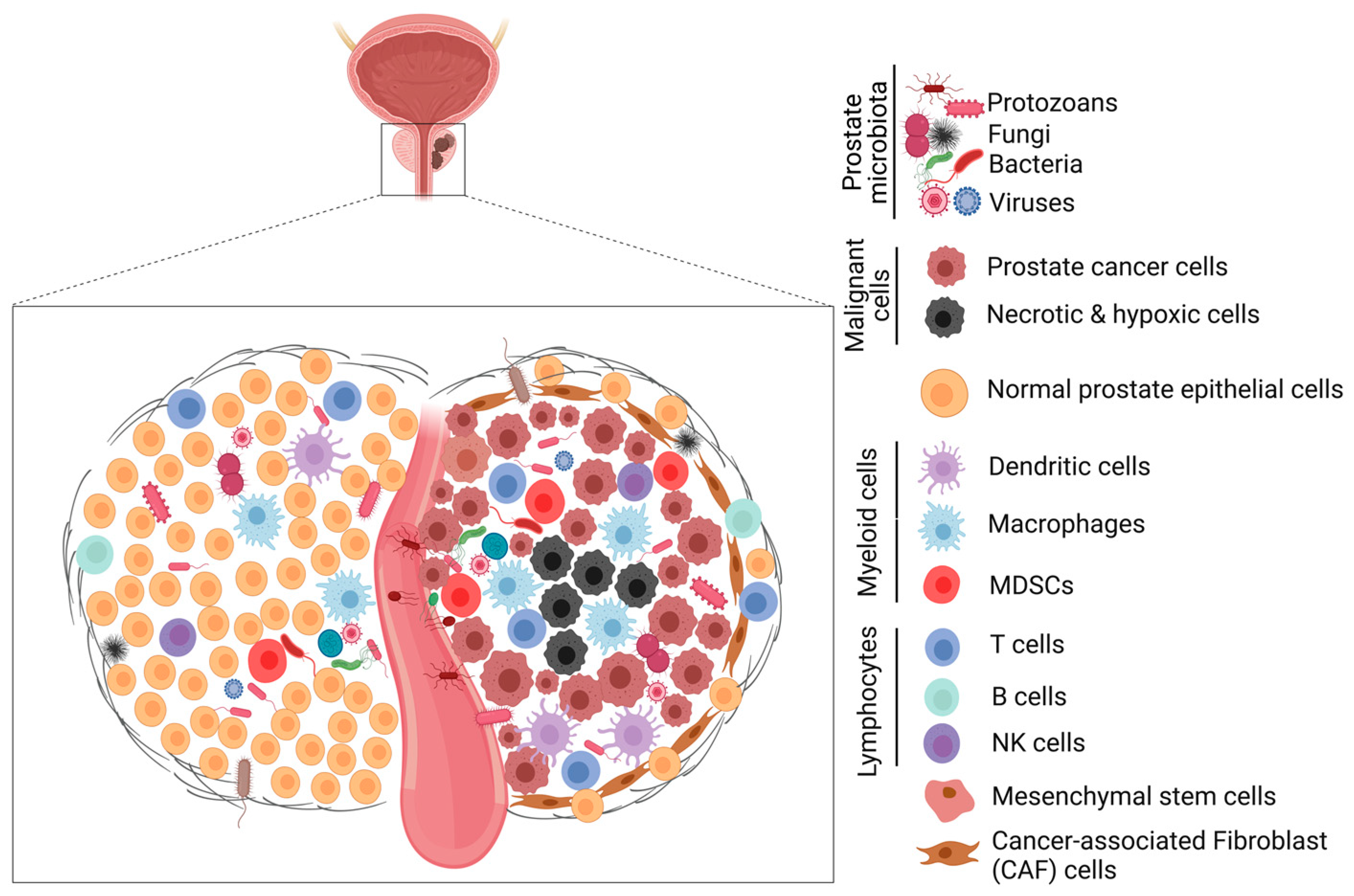 Cancers 15 03110 g003 Cancers 15 03110 g003