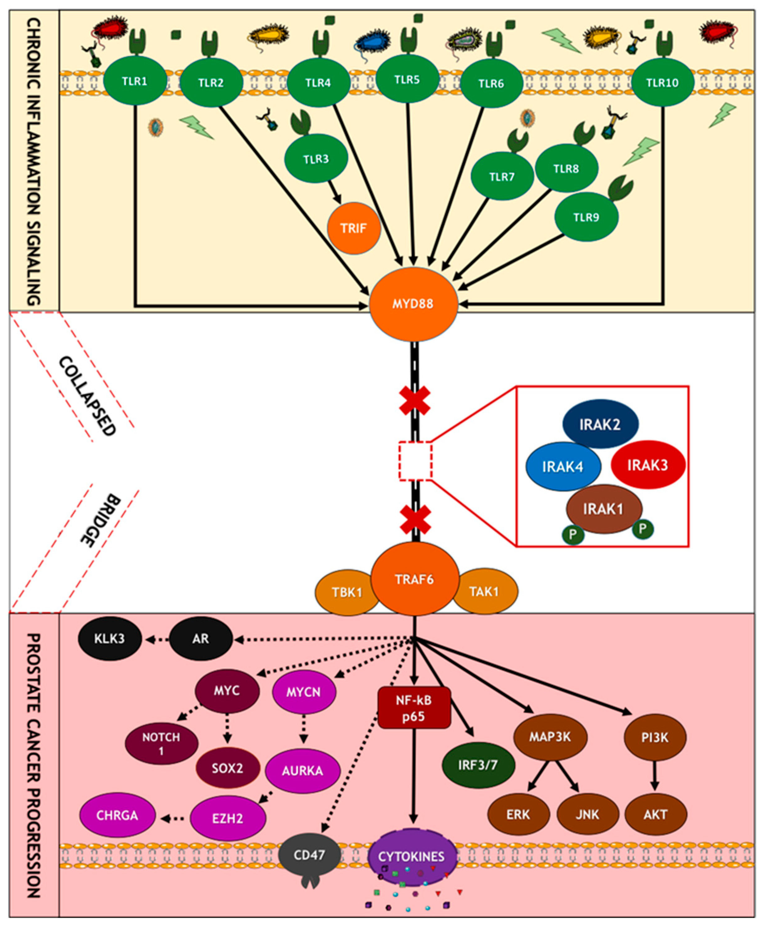 Cancers 15 03110 g010 Cancers 15 03110 g010