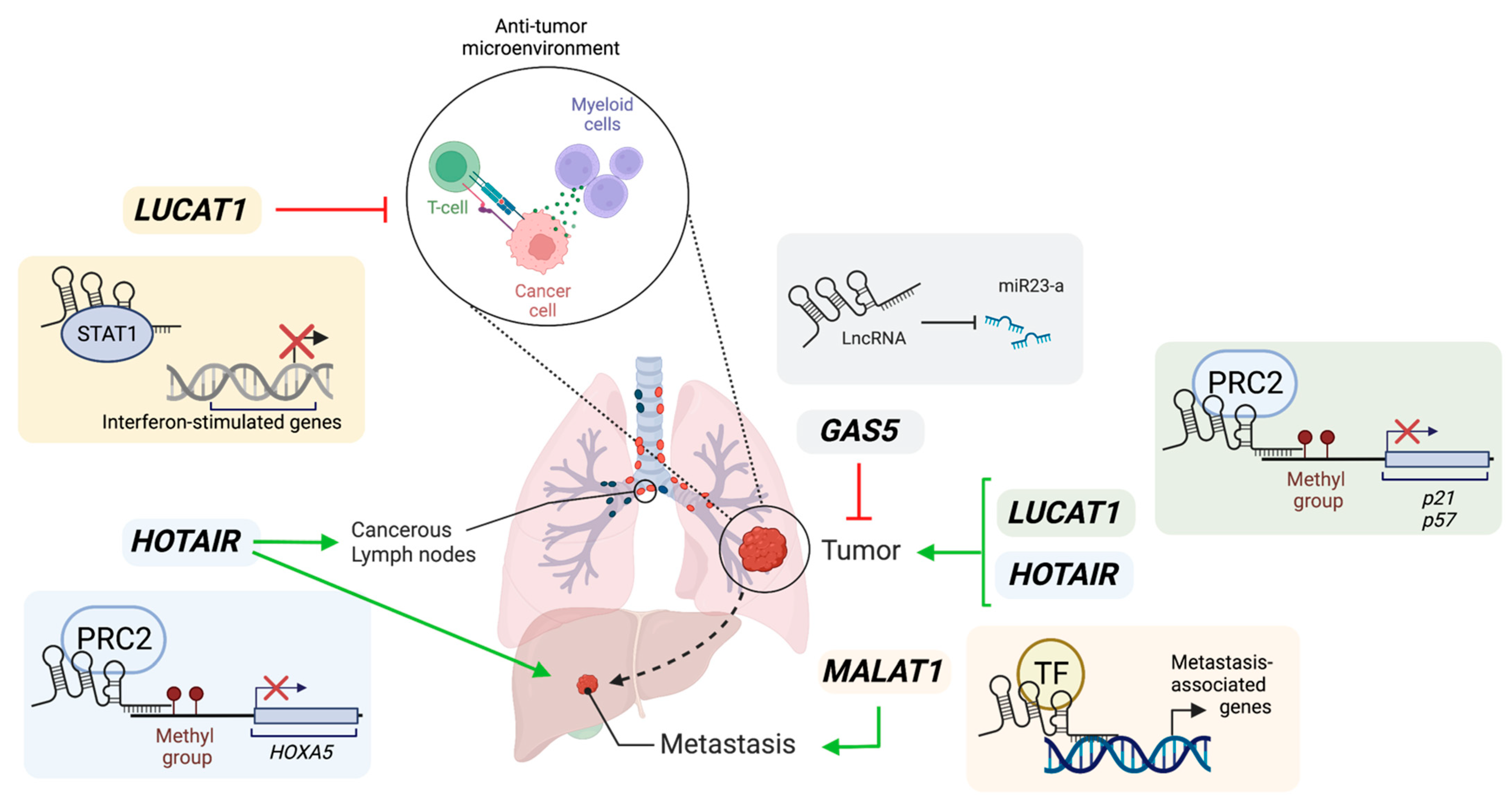 Cancers | Free Full-Text | Long Non-Coding RNAs as Emerging 