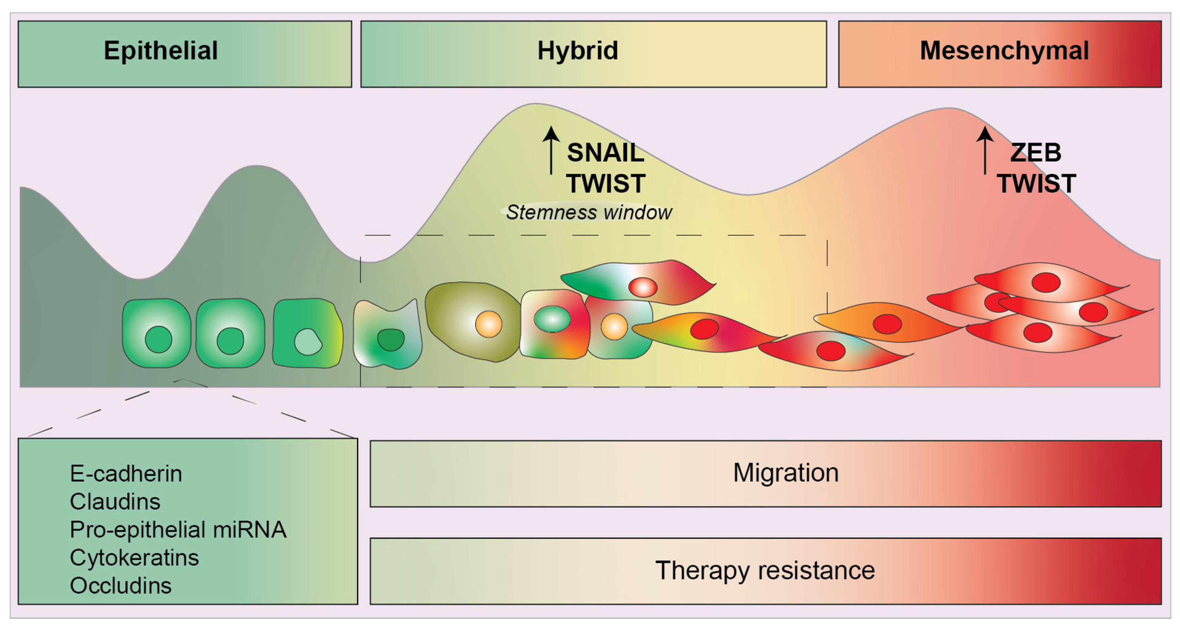 Cancers 15 03152 g004 Cancers 15 03152 g004