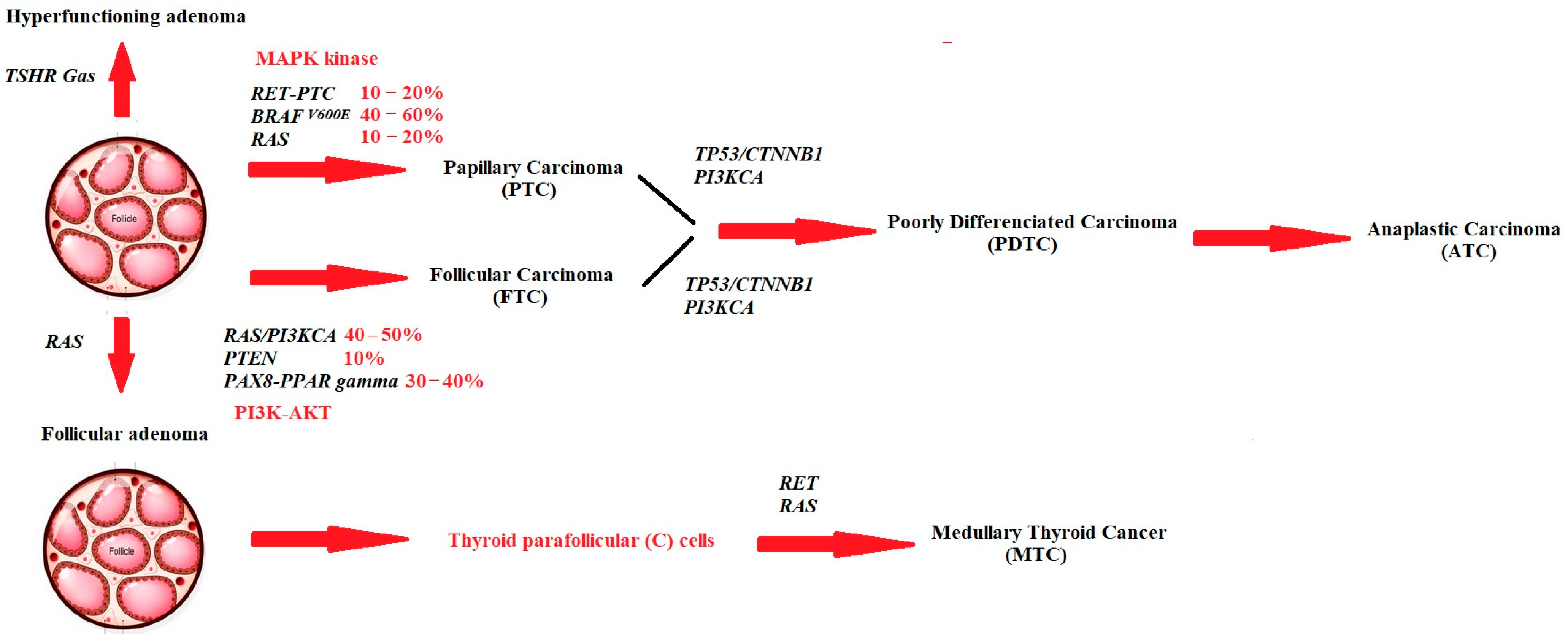 Cancers 15 03182 g001 Cancers 15 03182 g001