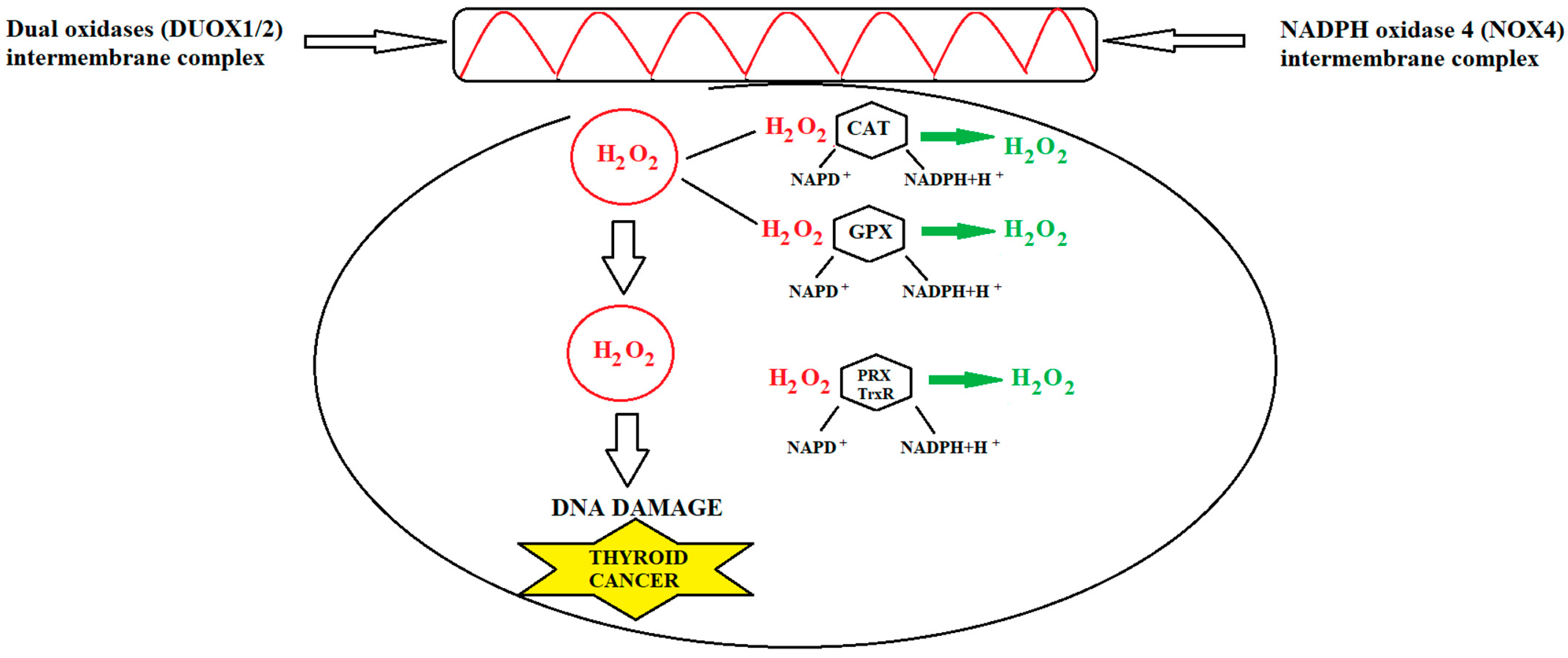 Cancers 15 03182 g003 Cancers 15 03182 g003